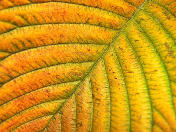 Close up of Autumn leaf pattern desktop wallpaper