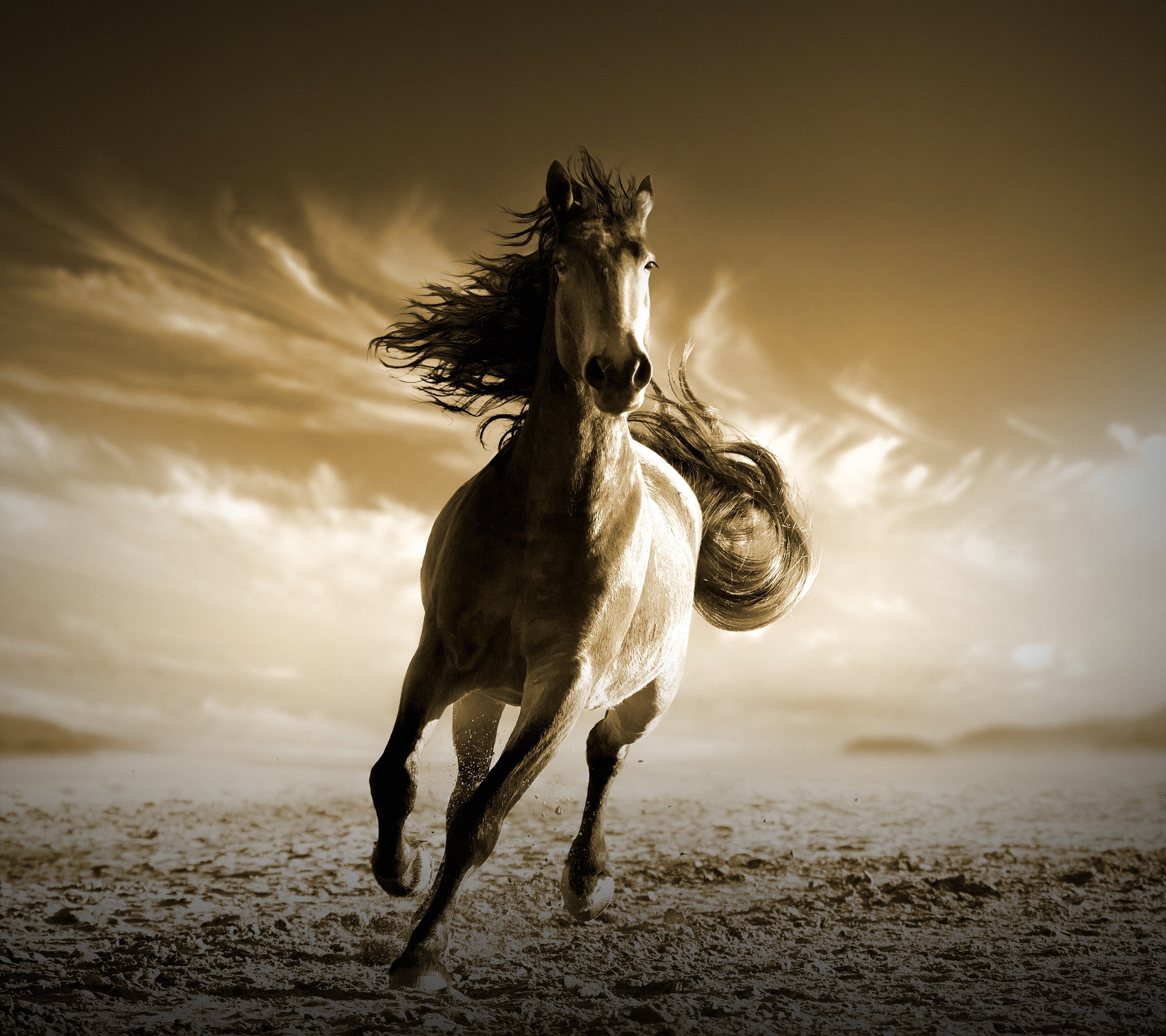 White Stallion Running Horse HD Wallpaper