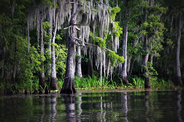 Swamp Bayou Louisiana Moss Cypress Nature Public Domain