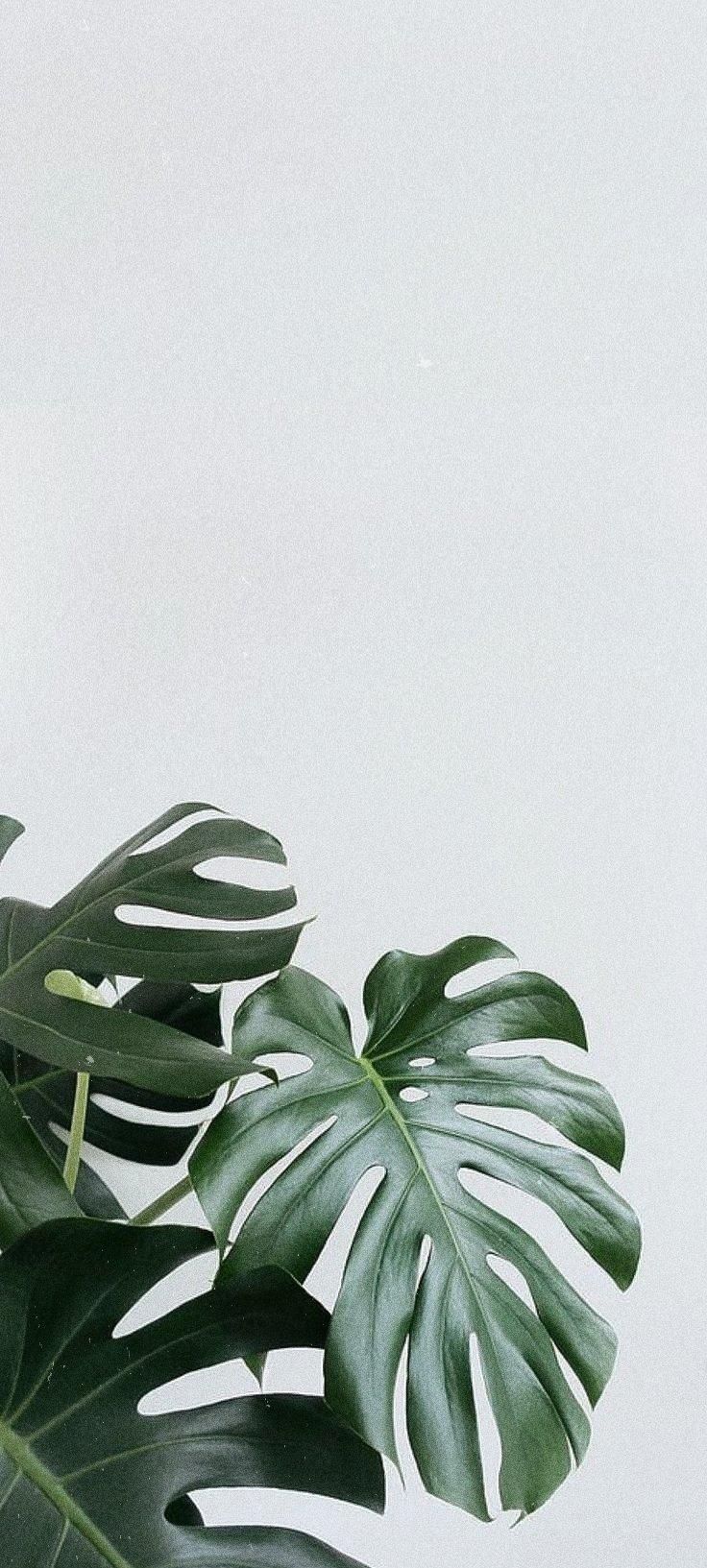 Bhenbhen Miranda On Leaves Aesthetic Wallpaper