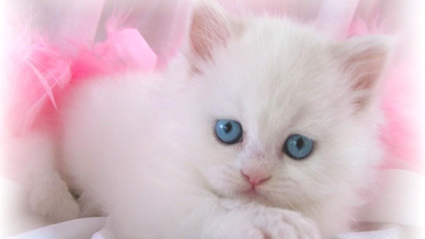 Cute White Cat Kitten Wallpaper Full HD