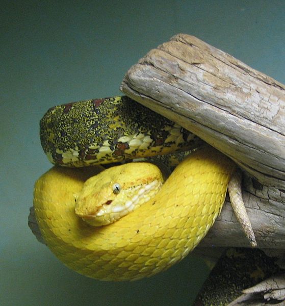 Animal Pictures Eye Lash Viper Snake