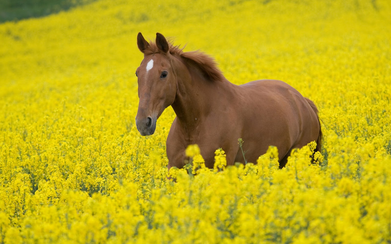 Horse In Yellow Flowers Field HD Wallpaper Nature