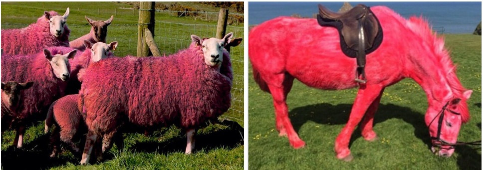 Pink Sheep Photo Courtesy Of Bbcmarksimpson And Horse