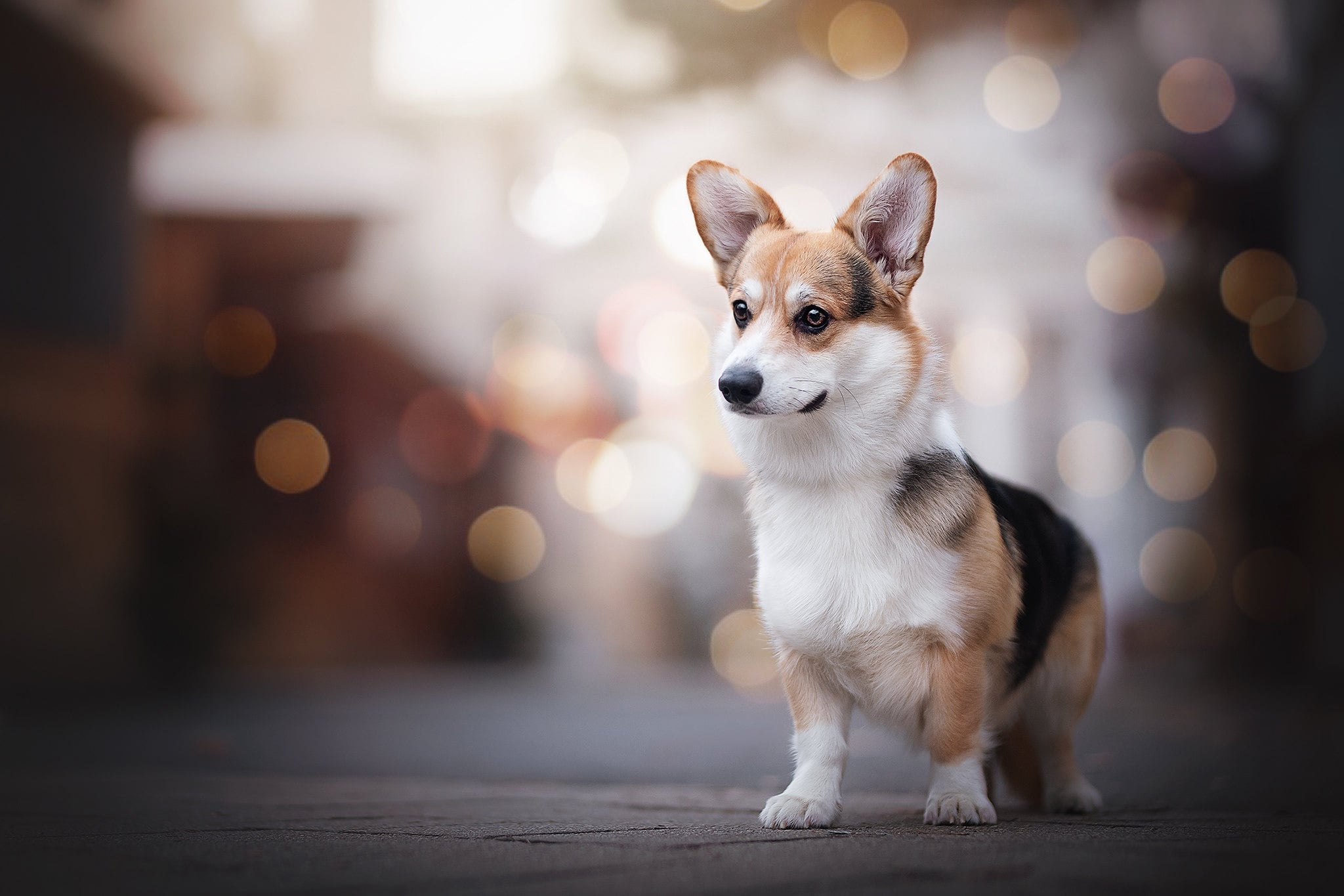 Depth Of Field Bokeh Dog Animal Corgi HD Wallpaper