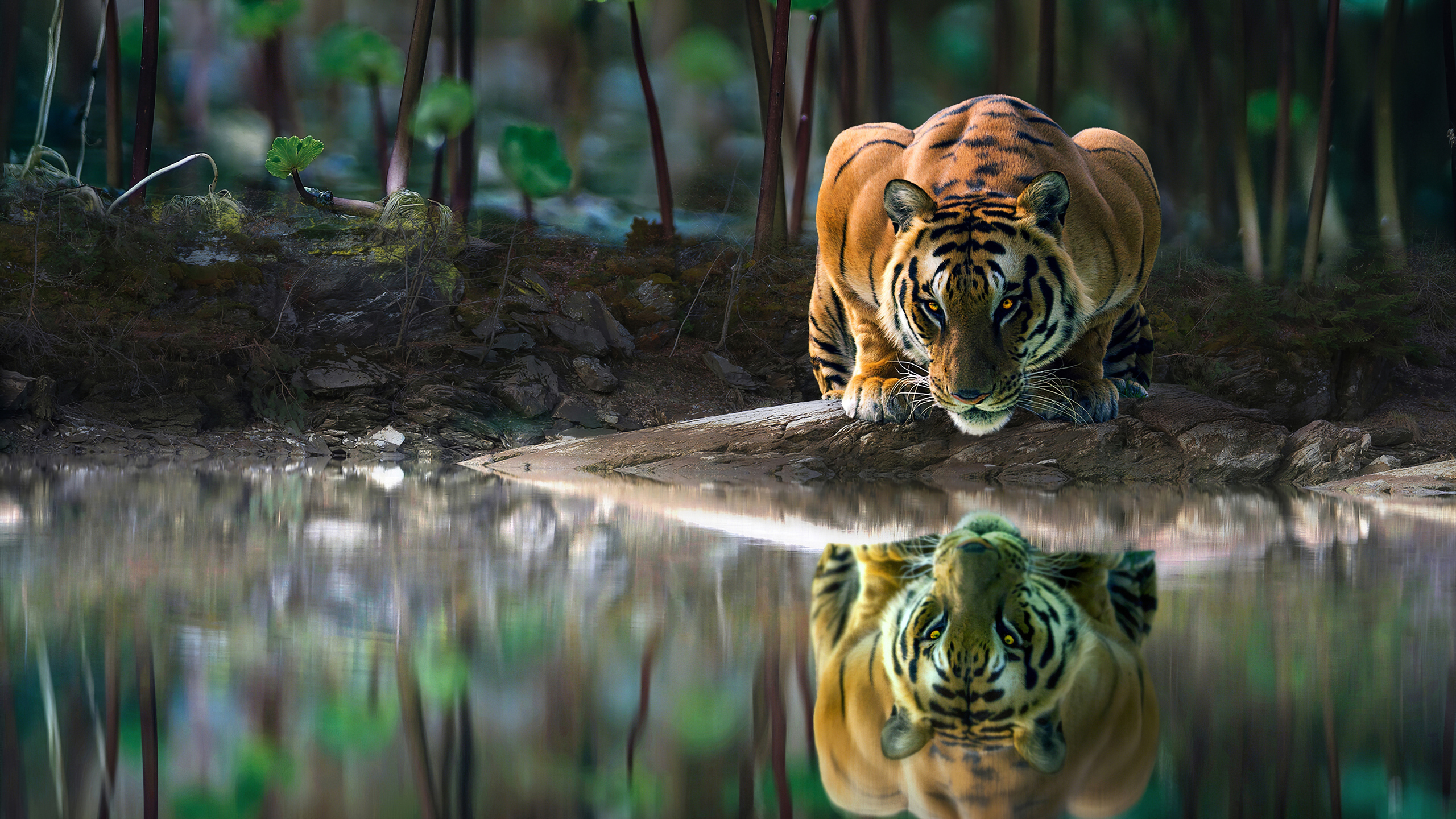 Tiger Glowing Eyes Drinking Water 4k 1440p Resolution HD Wallpaper