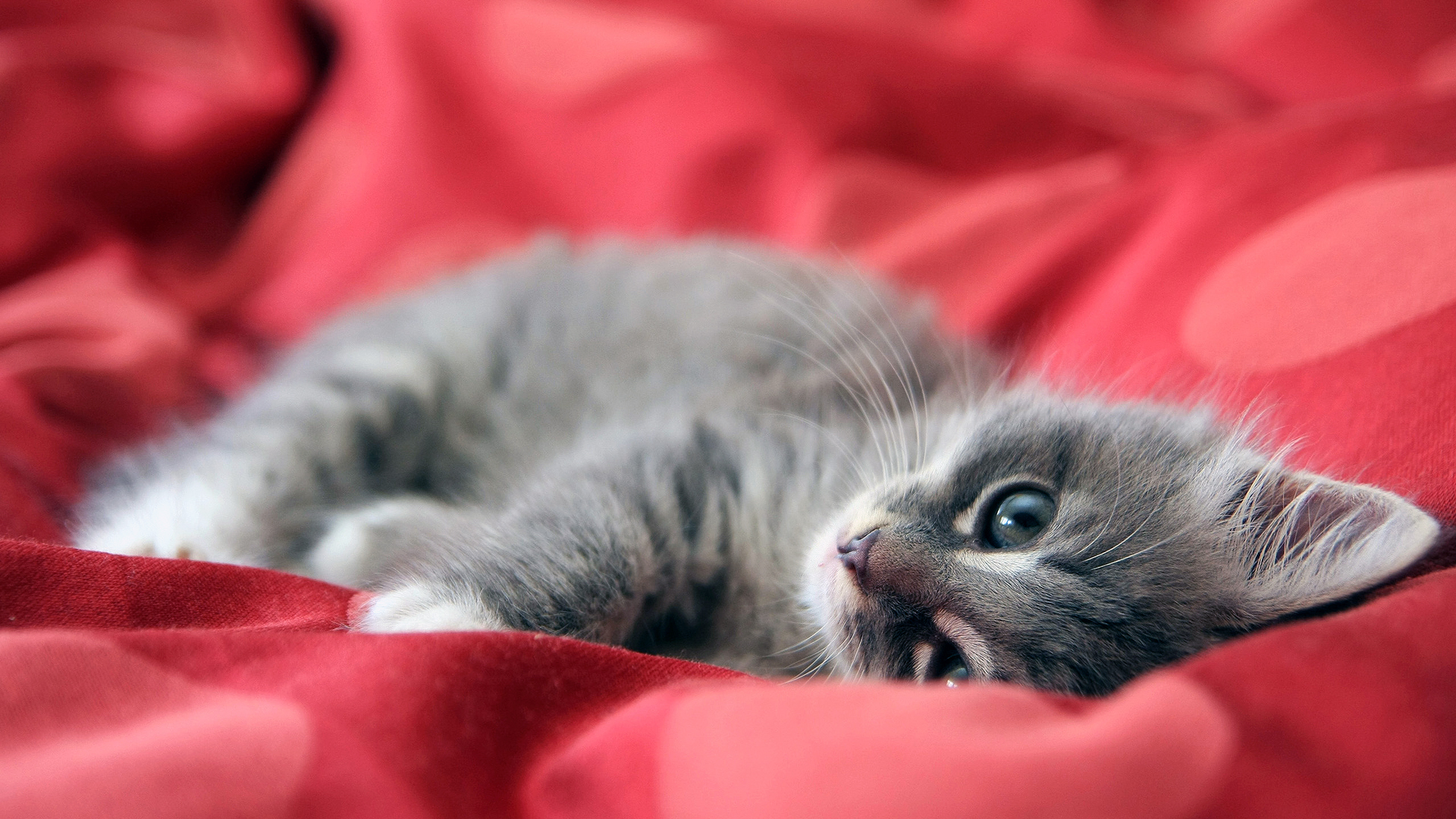 Wallpaper Cat Screensaver Bies Image