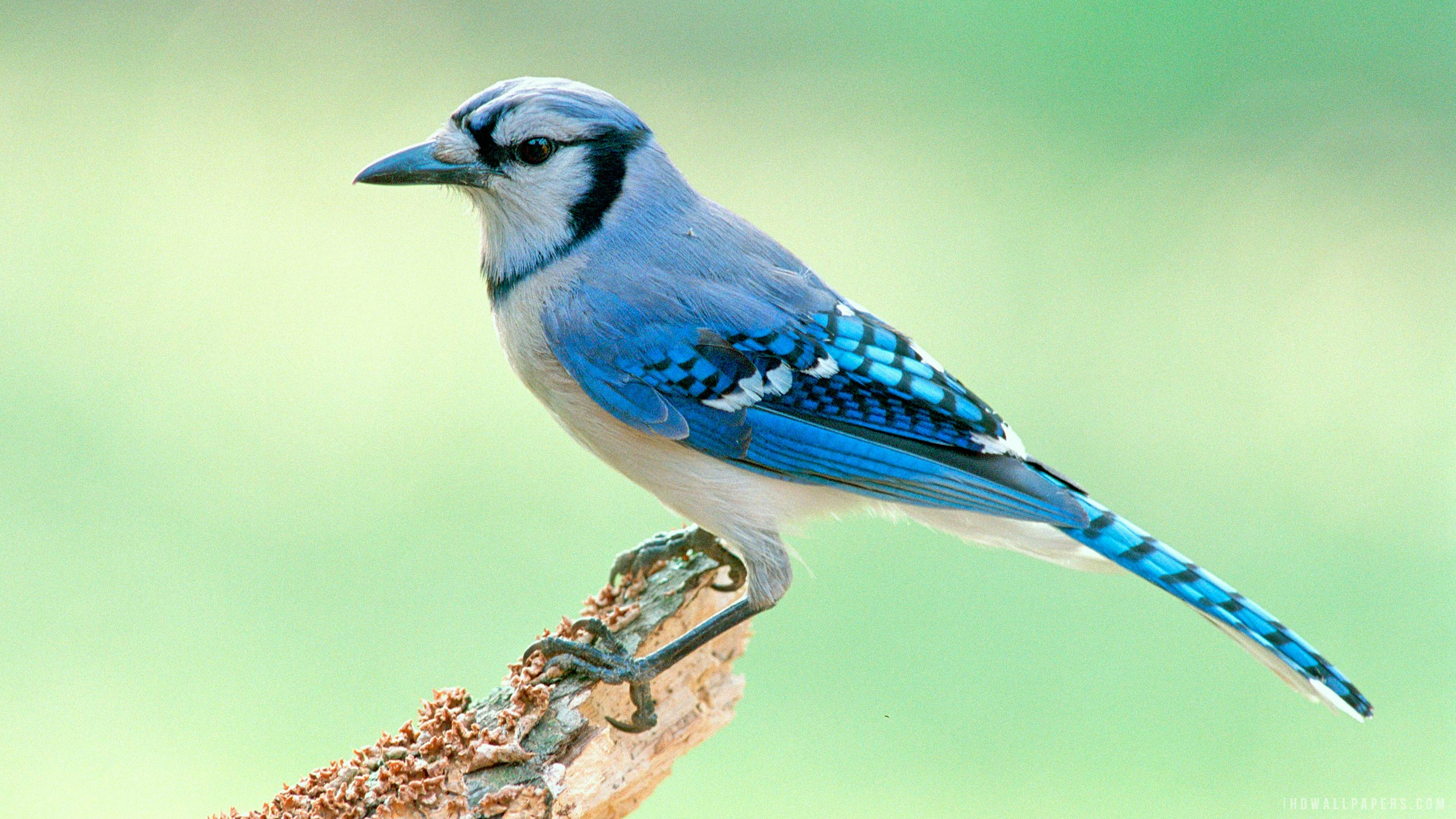  70 Blue Jay Bird Wallpapers WallpaperSafari