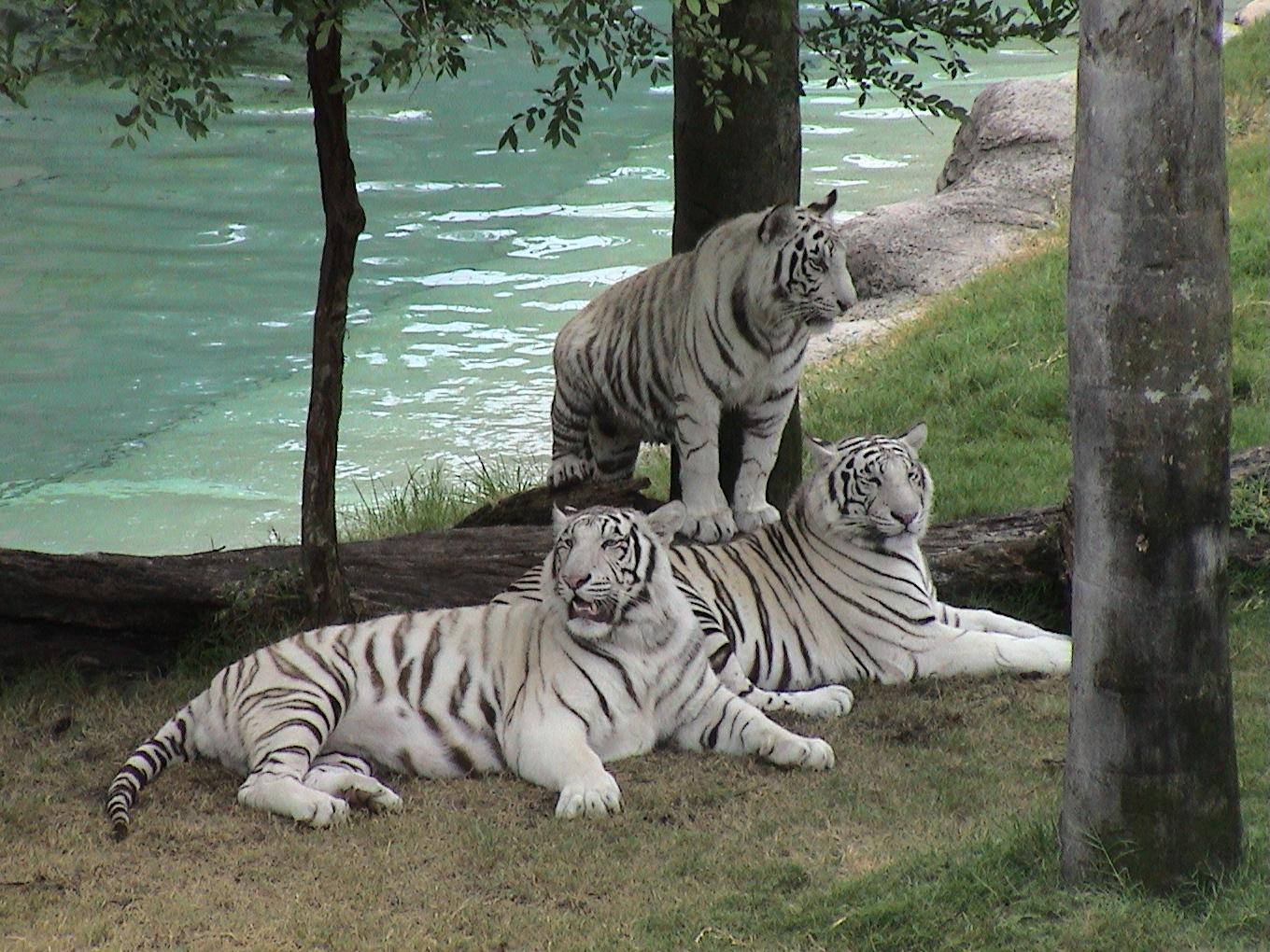 White Tigers Desktop Wallpaper Zoo Photo