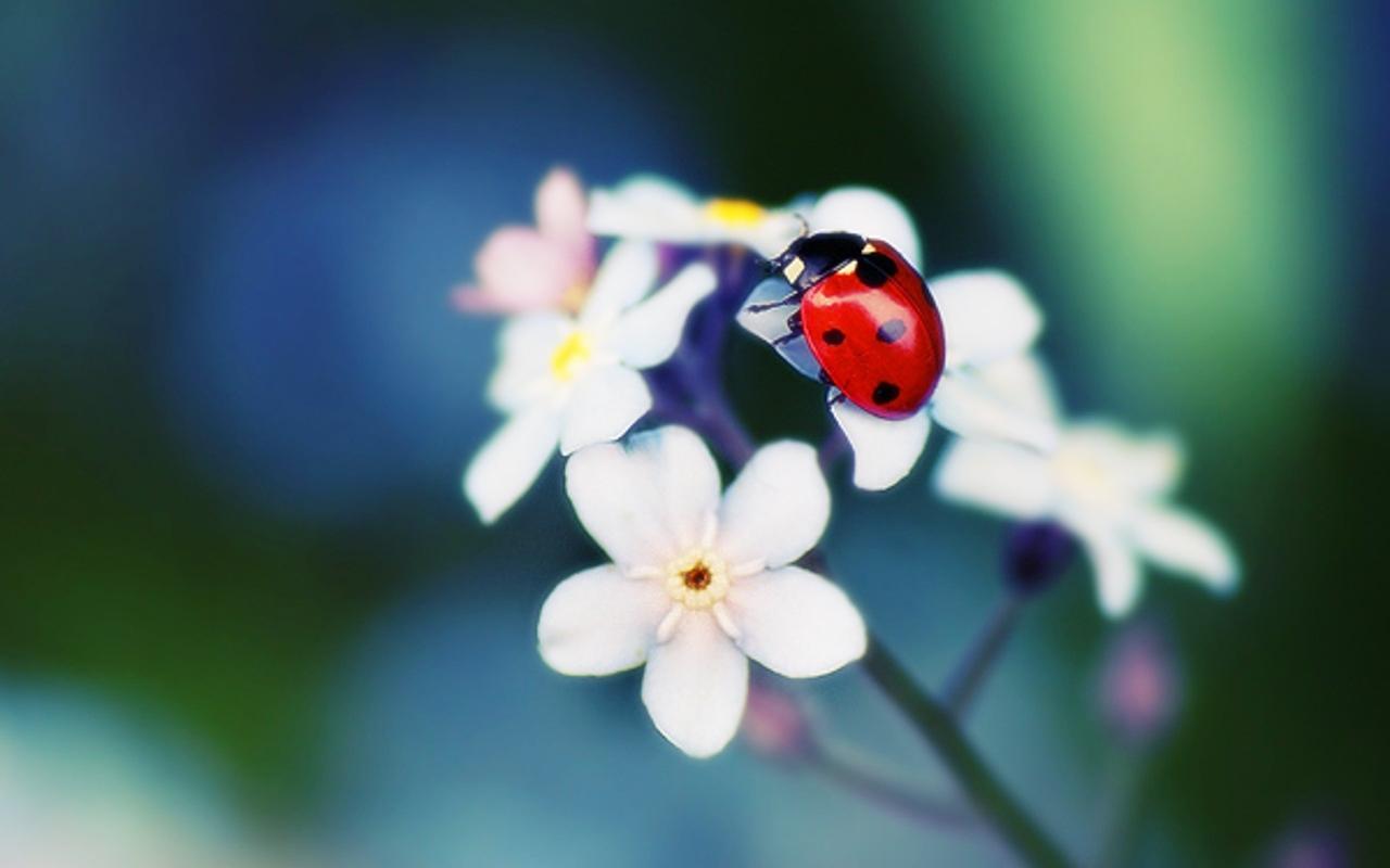 Ladybug Wallpaper HD Pw