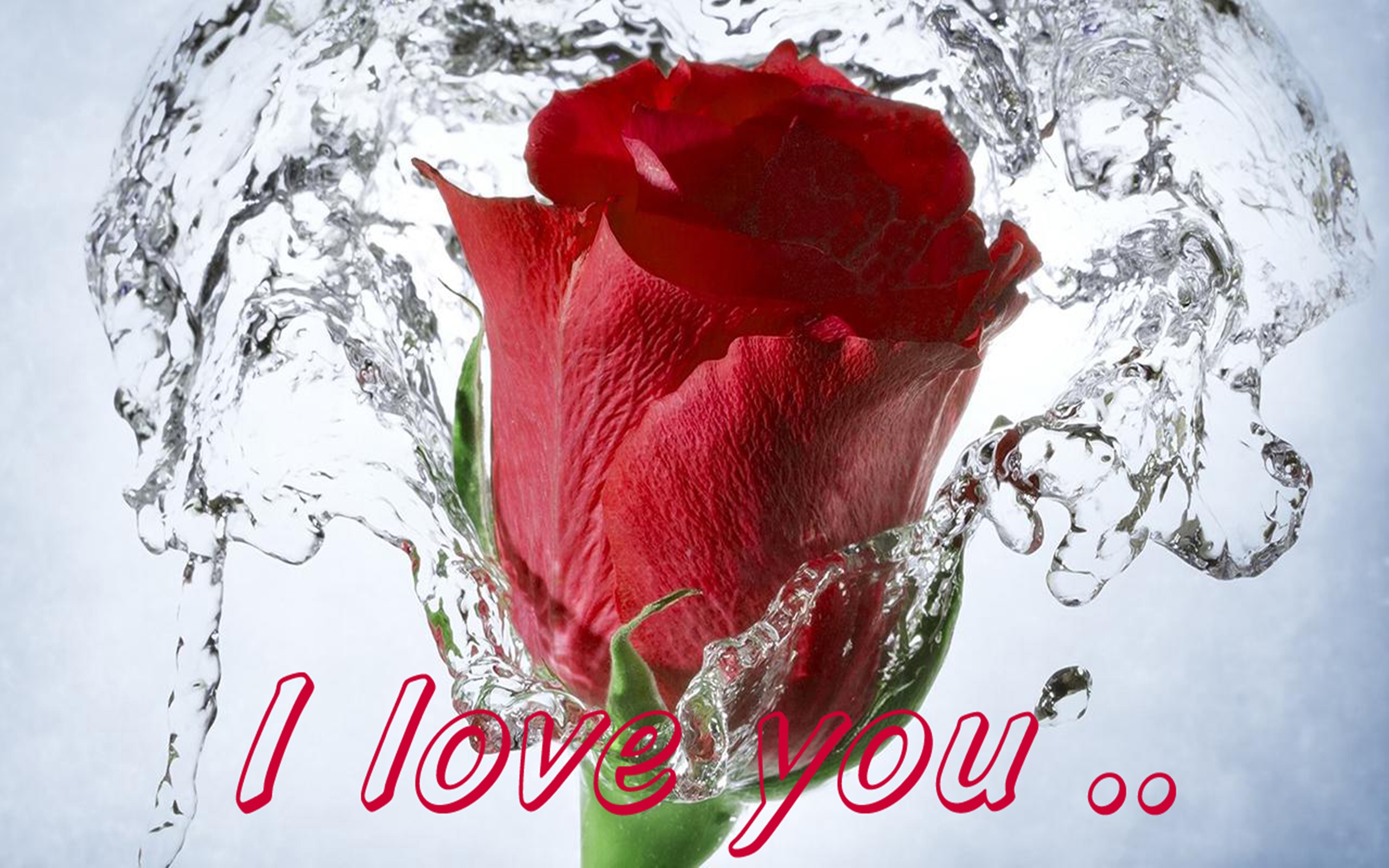 Red Rose Love Message I You Wallpaper13
