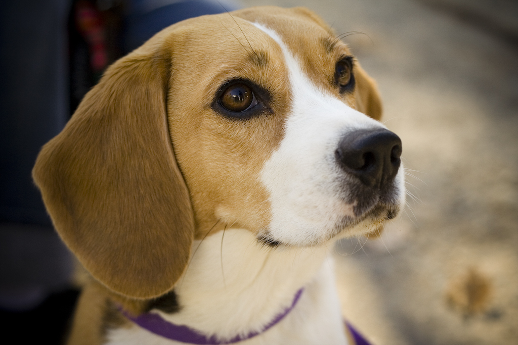 File Beagle Portrait Camry Jpg Wikipedia The Encyclopedia