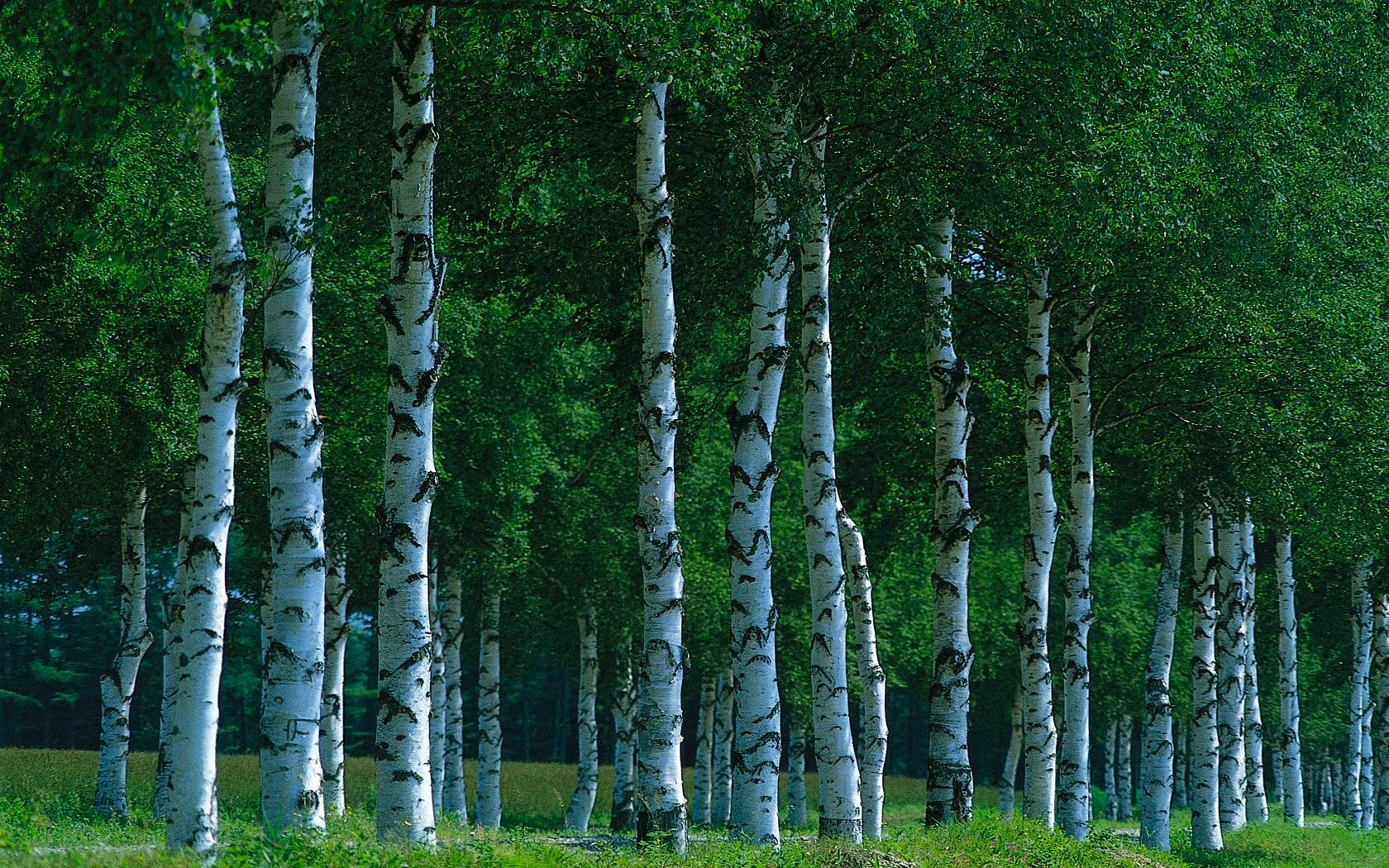 Birch Trees Wallpaper Stock Photos