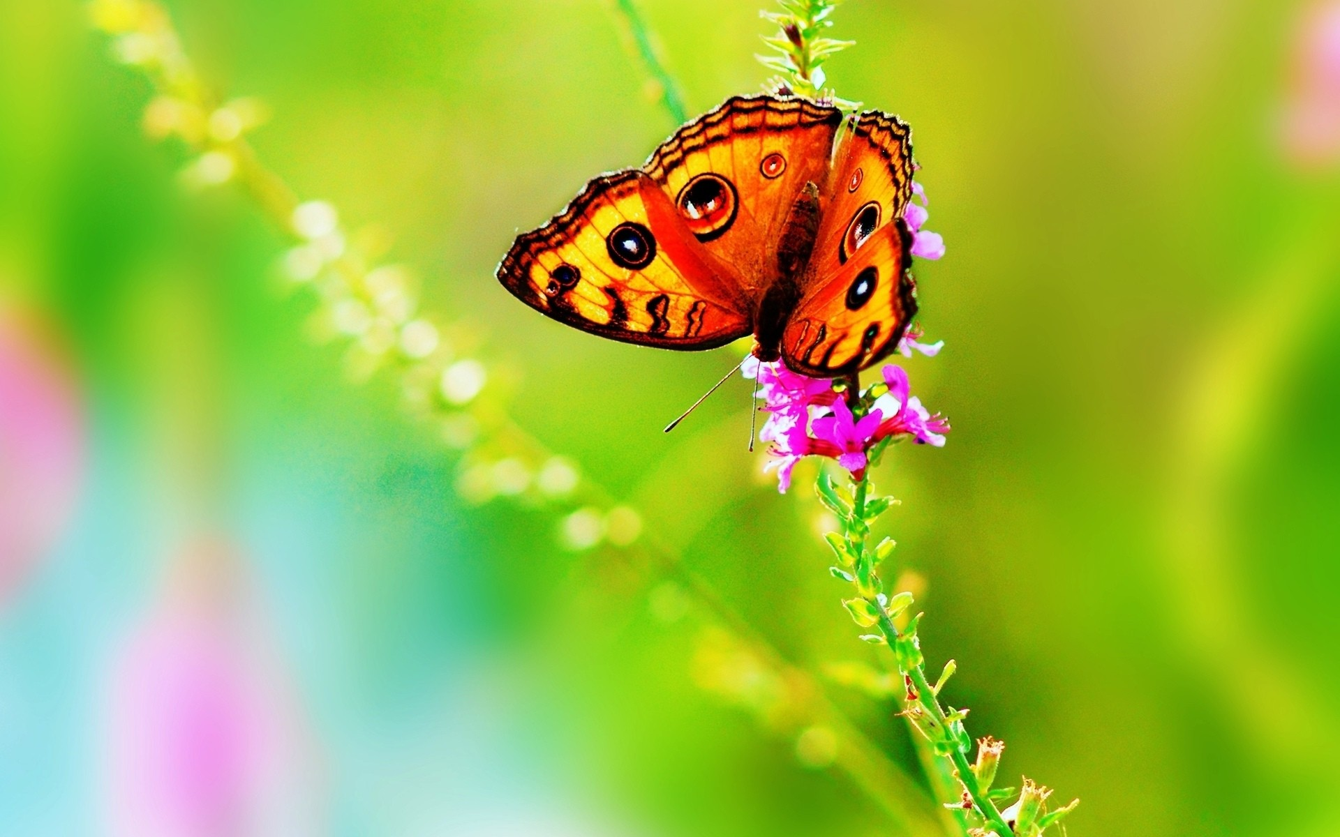Bright Colorful Butterfly Wallpaper   Wallpaper 37385