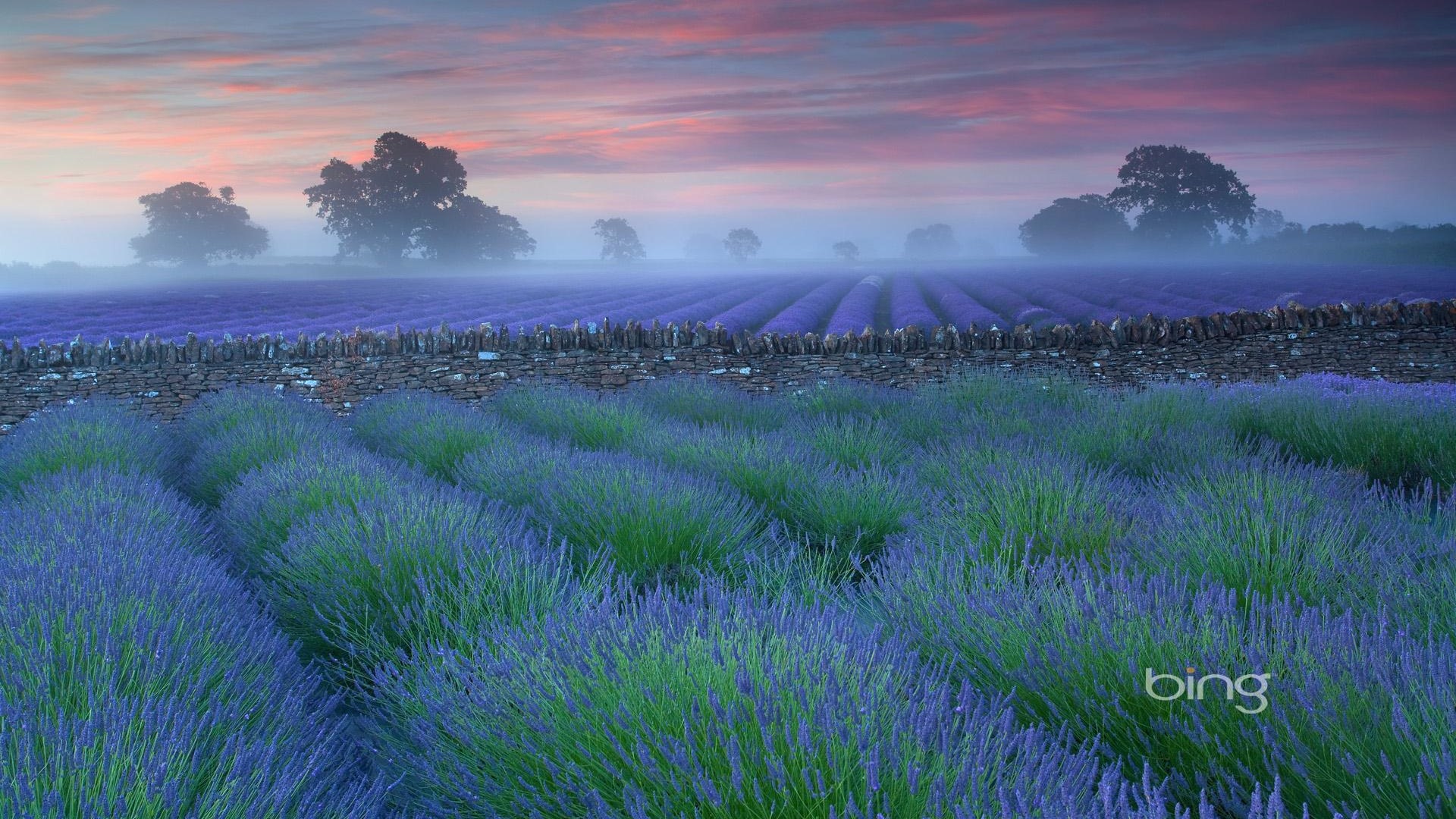Bing Themes Grasslands Plains Widescreen HD Wallpaper