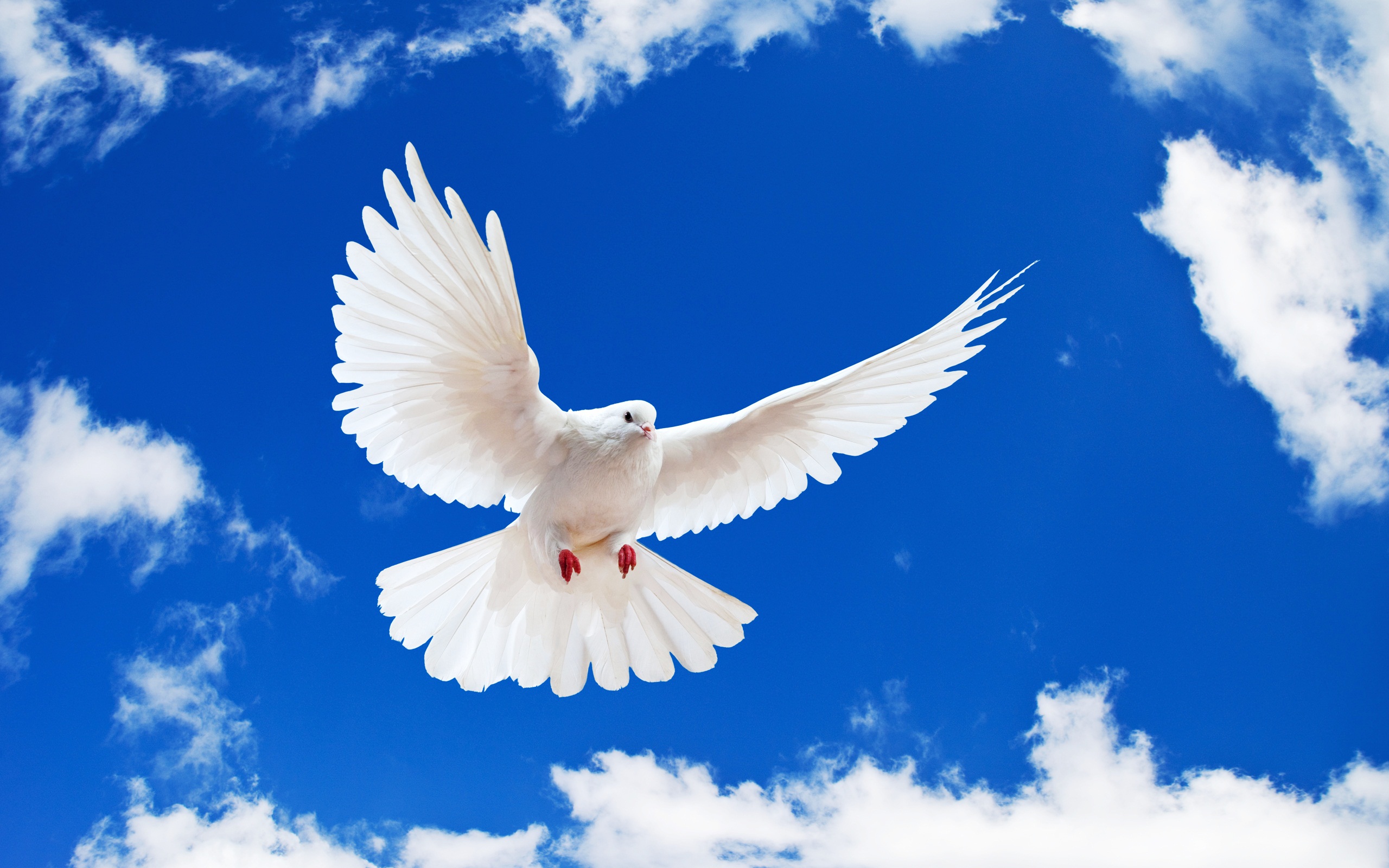 White Dove Wallpapers HD Wallpapers 2560x1600