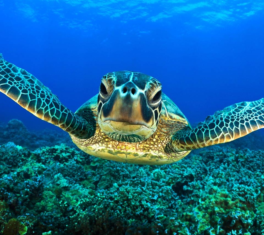 Top 27 Sea Animals Wallpapers IN HD
