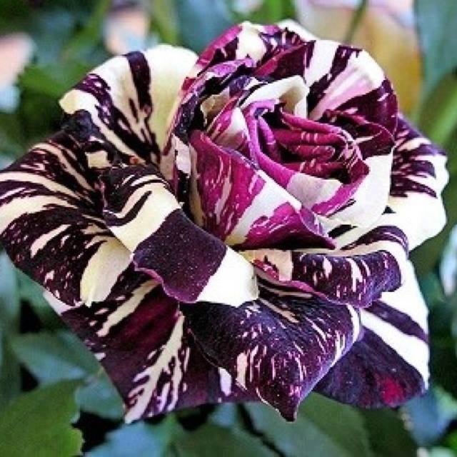 Black Spotted Dragon Rose Fbtroll