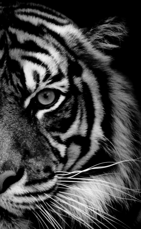 black and white tiger image on Favimcom