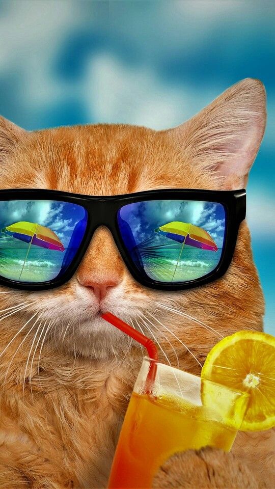 Cat On Vacation BirtHDay Background Wallpaper Cool Pictures