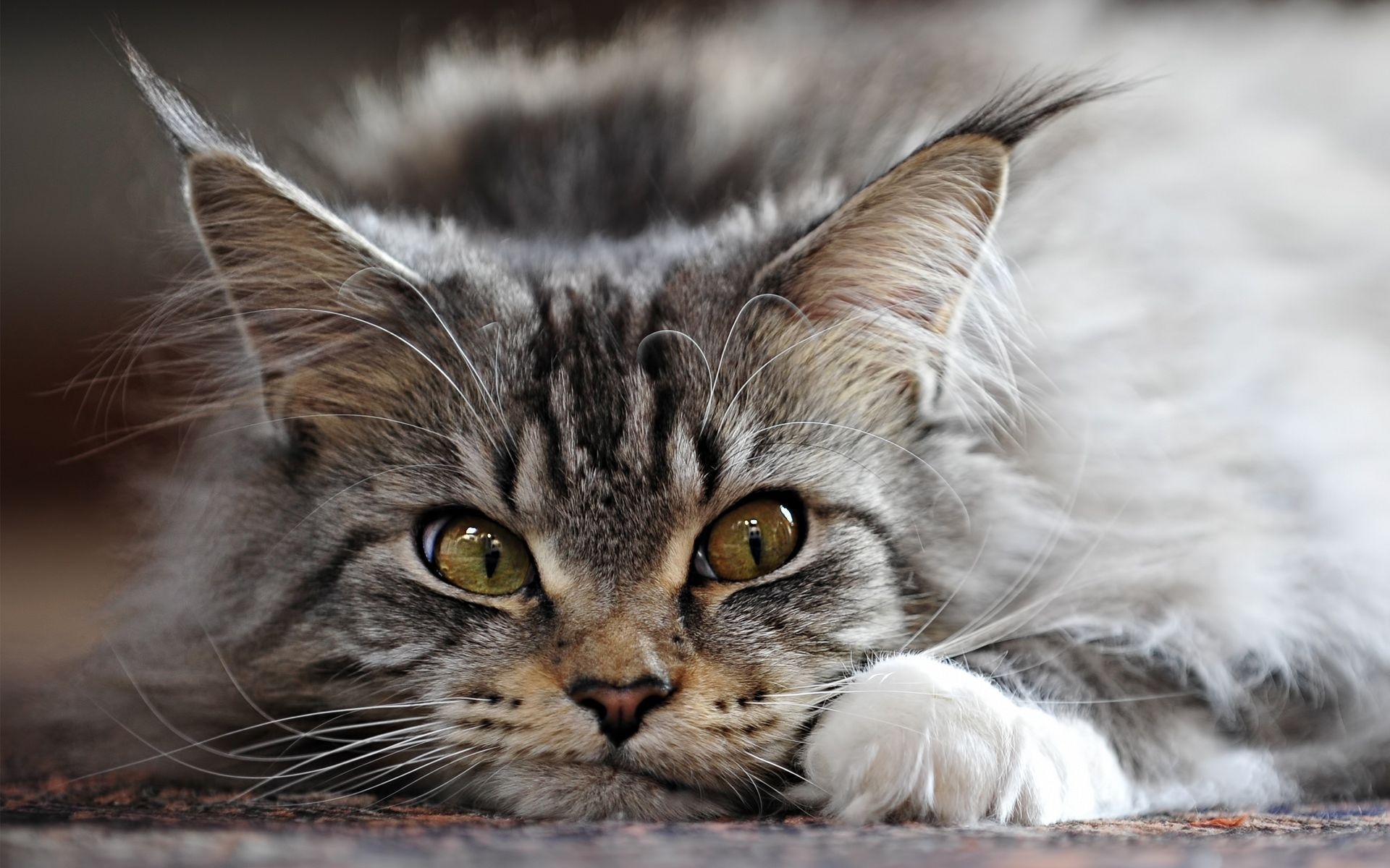 Funny Maine Coon cat wallpapers and images   wallpapers pictures