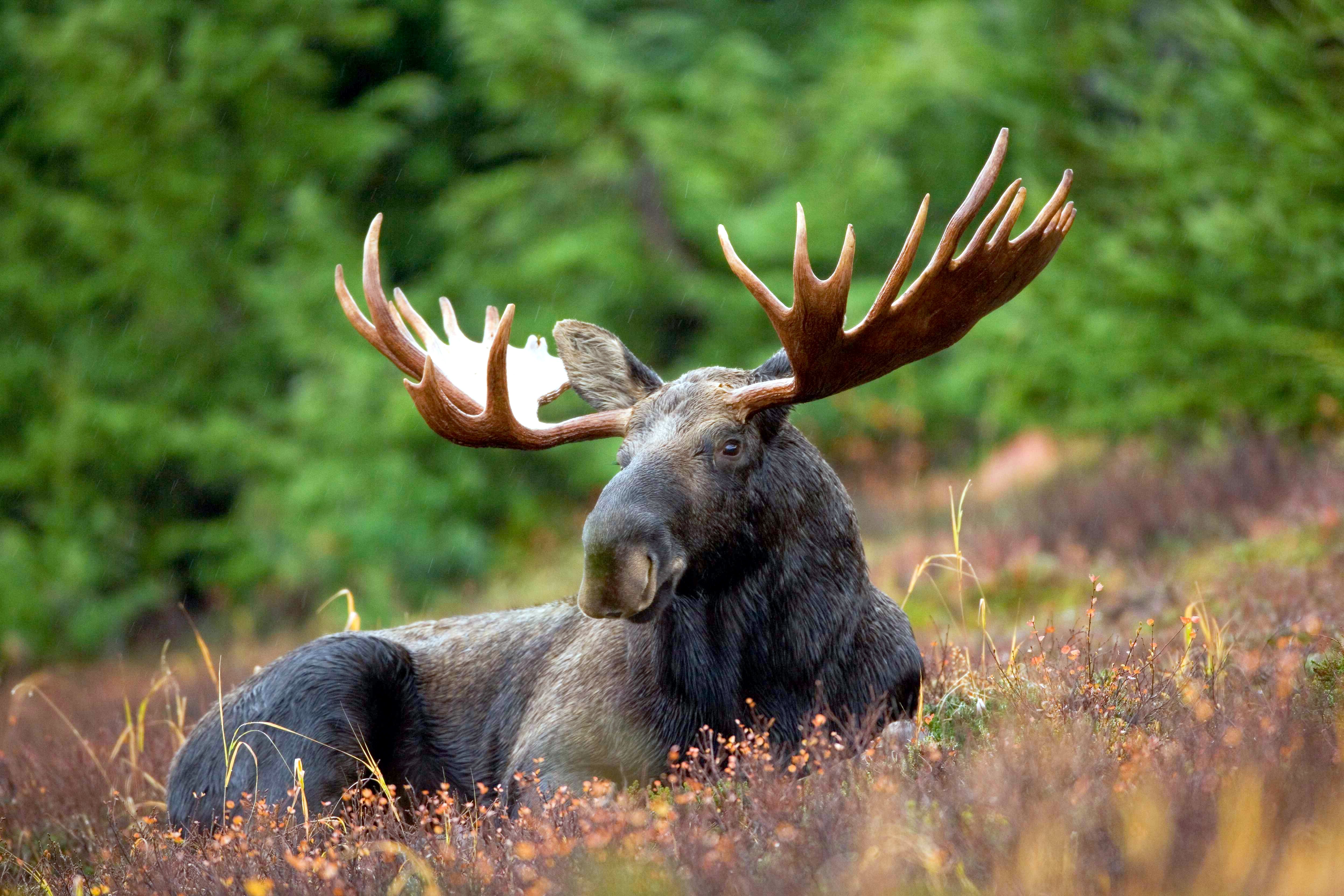 Shoulder And Weigh Between Chukotka Moose Or East Siberian