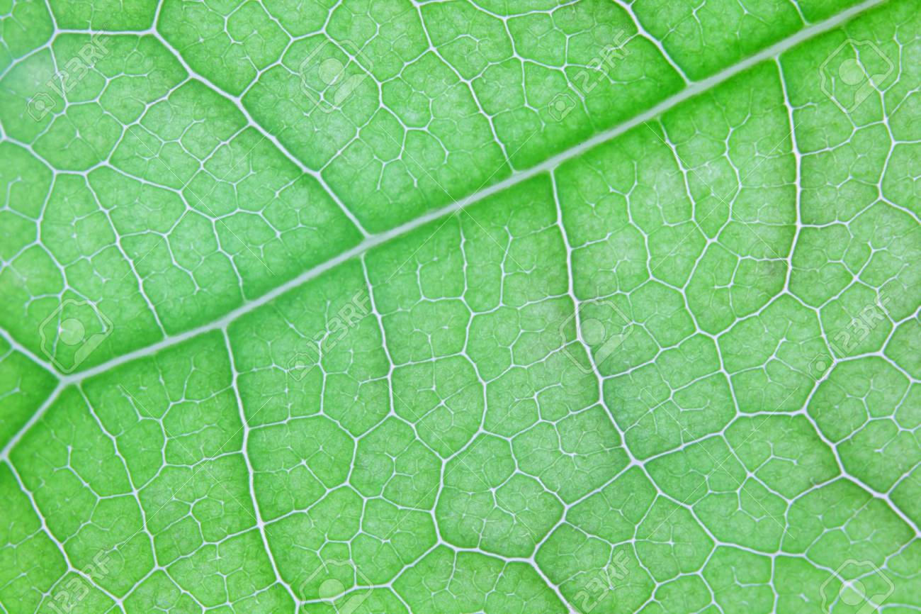 Close Up Texture Of Natural Green Vein Leaf Background Stock Photo