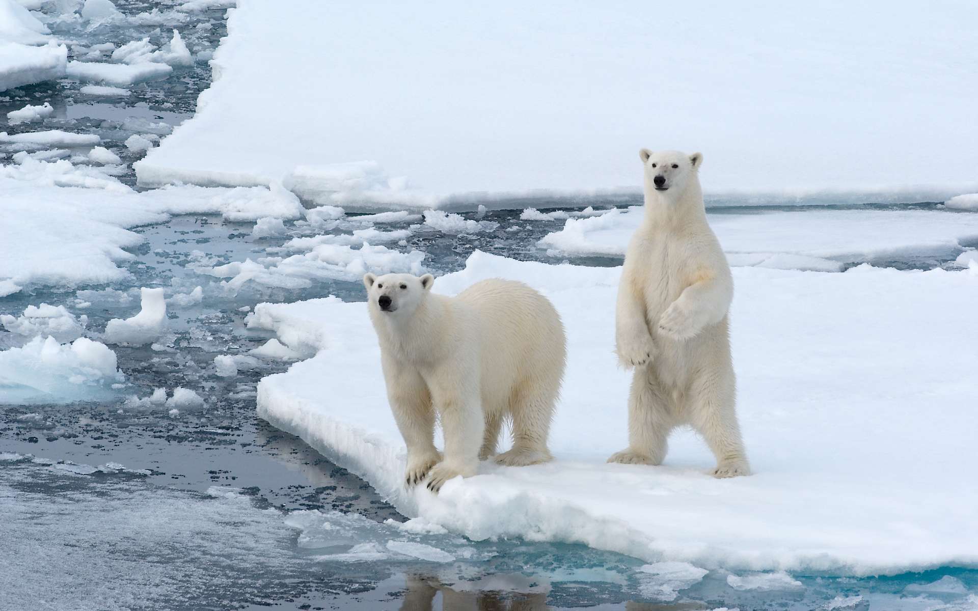 Polar Bear Wallpaper Pictures Umad