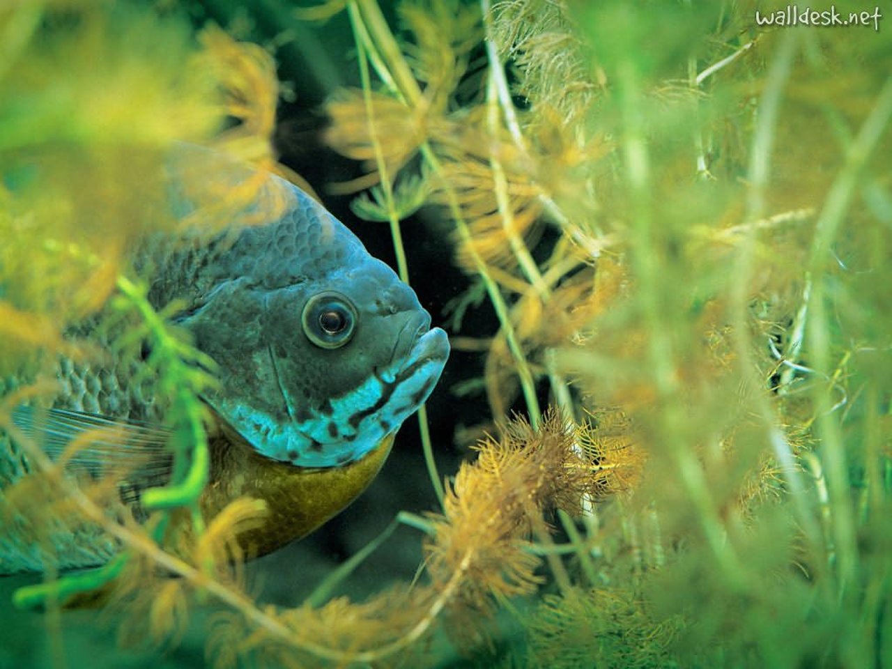 Bluegill Hiding In The Coontail Pap Is De Parede Peixes Na Gua
