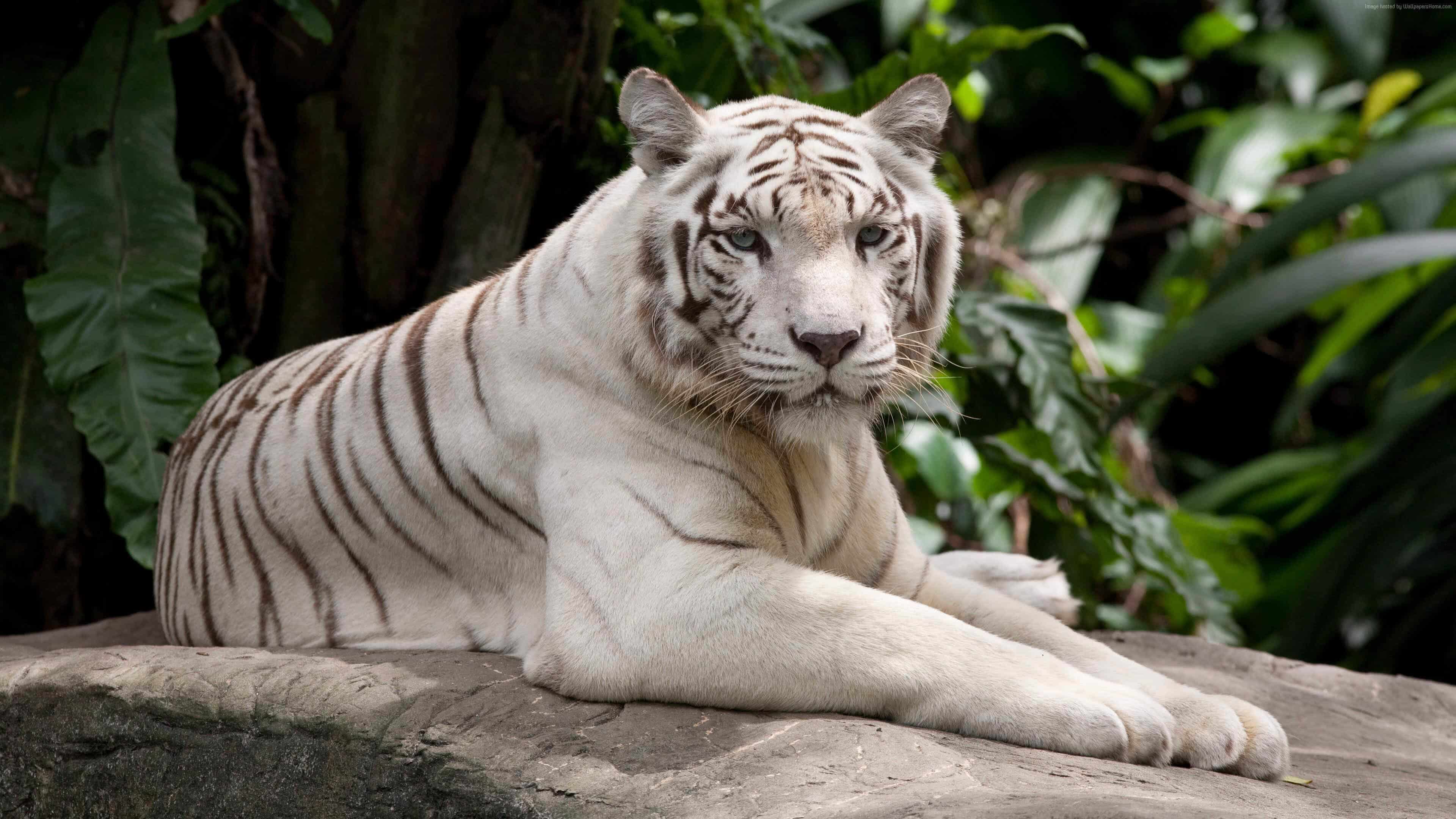 A majestic white tiger resting on a rock in a lush jungle setting
