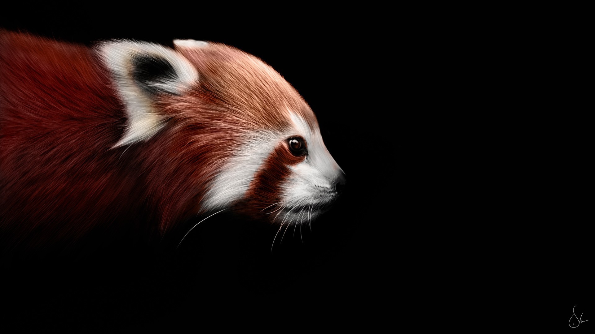 Red Panda On A Black Background Wallpaper And Image