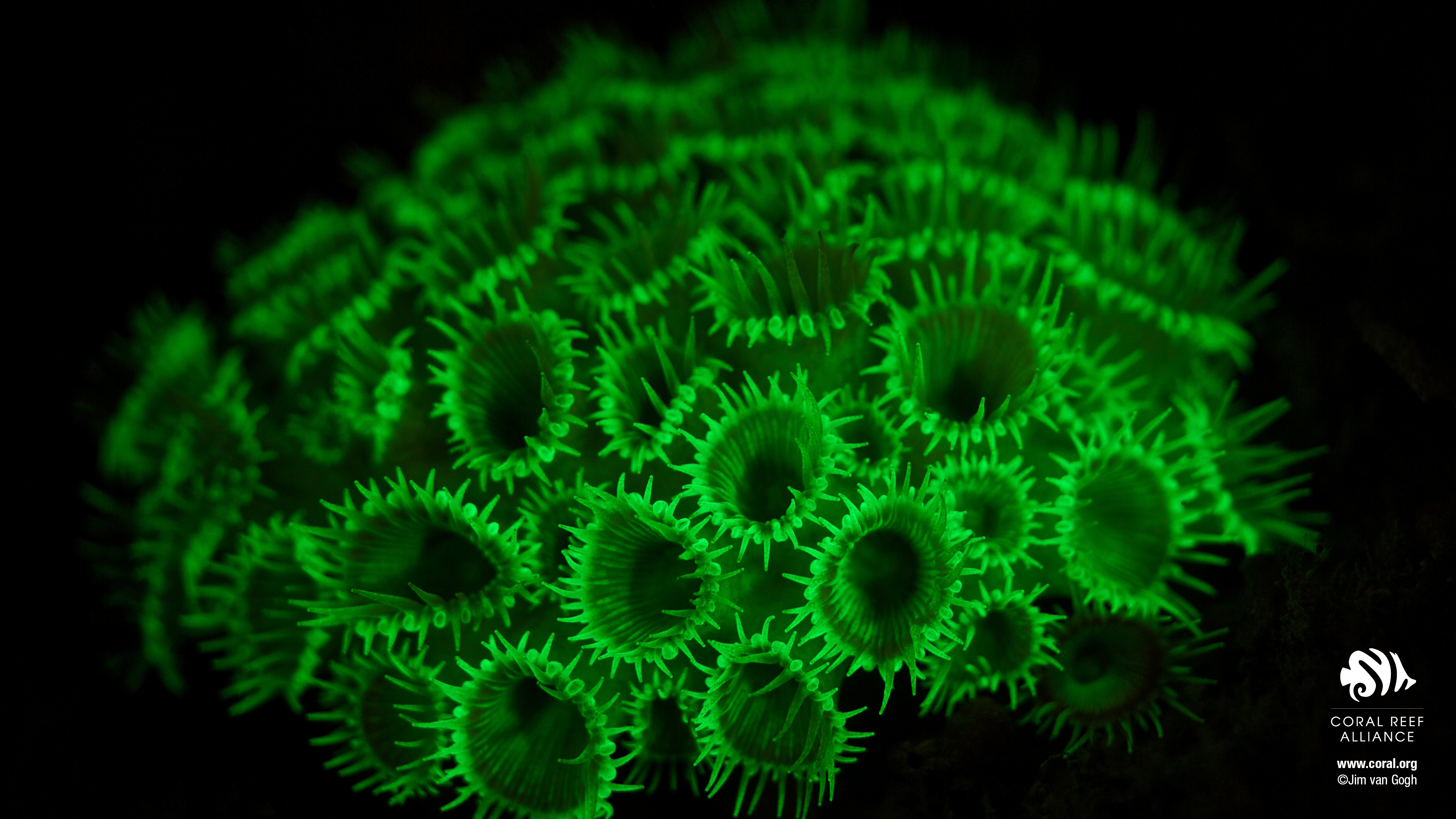 Coral Desktop Wallpaper Reef Alliance
