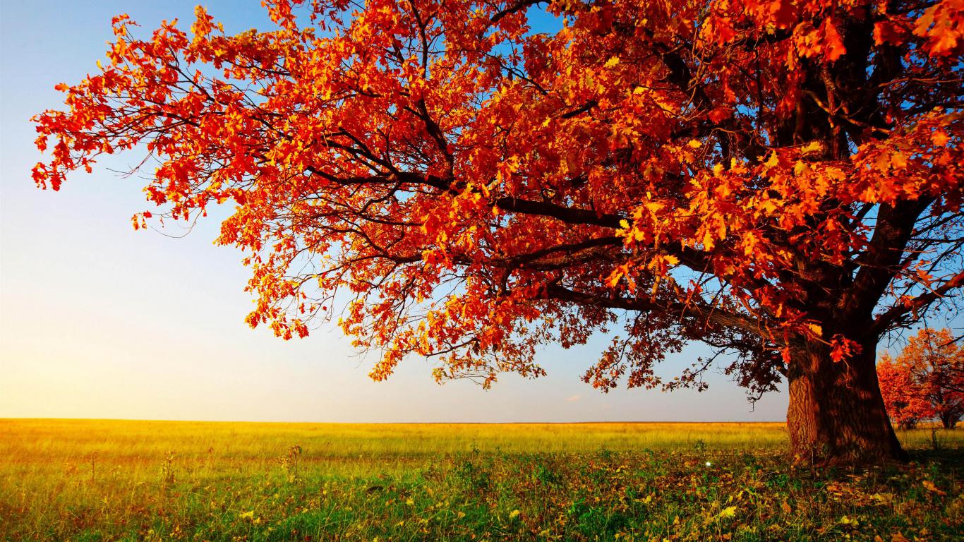 Wallpaper HD For Desktop Autumn Tree