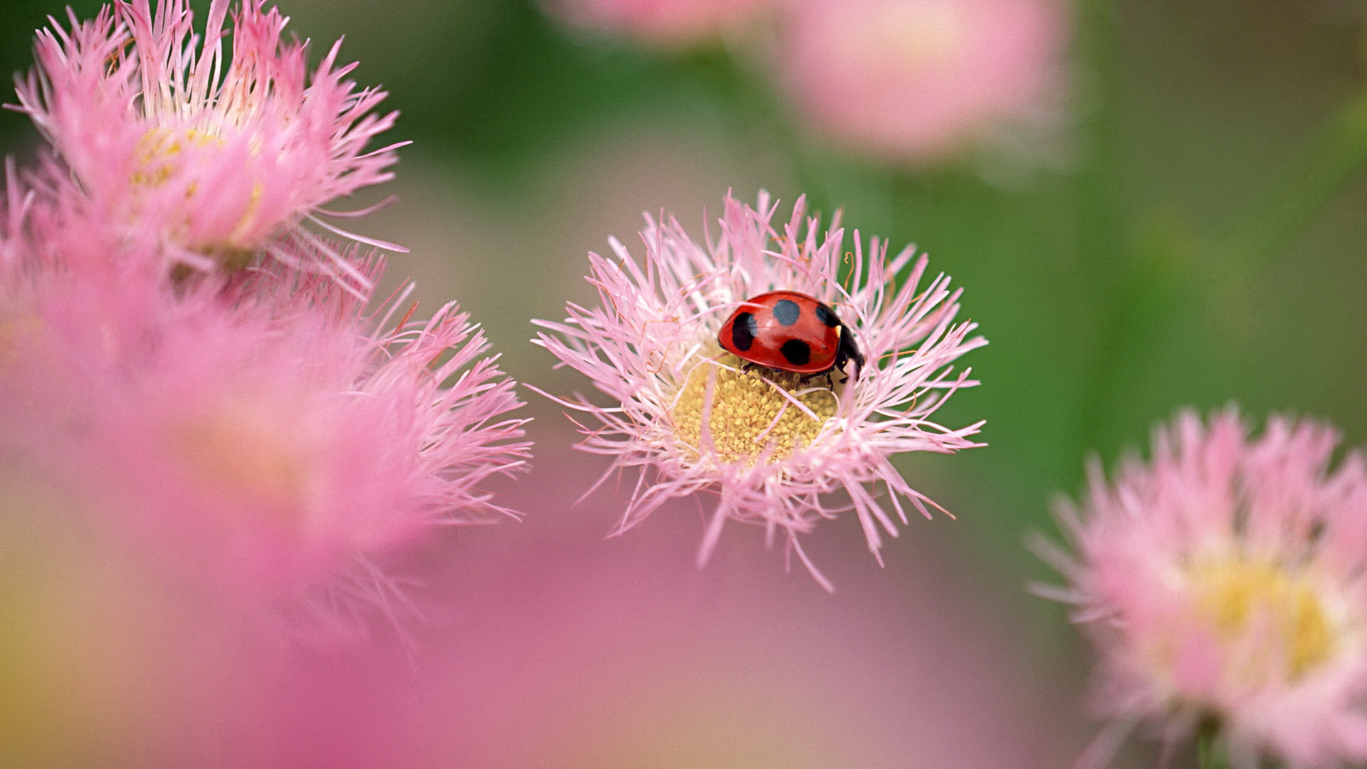 Top Lady Bug Wallpapers Flower Top Lady Bug Myspace Backgrounds