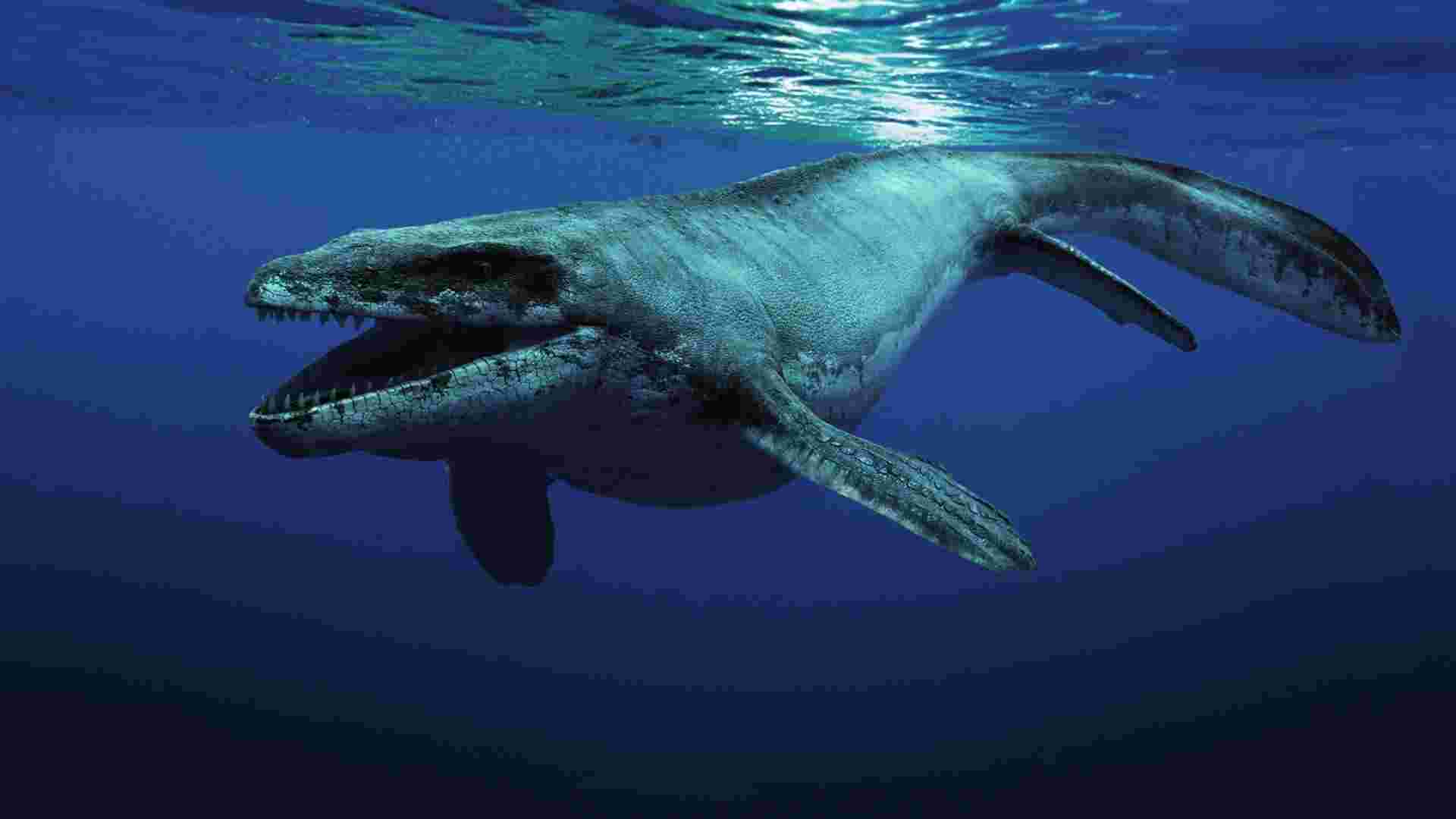 Other Theories Range From The Leviathan Being A Megalodon Pictured
