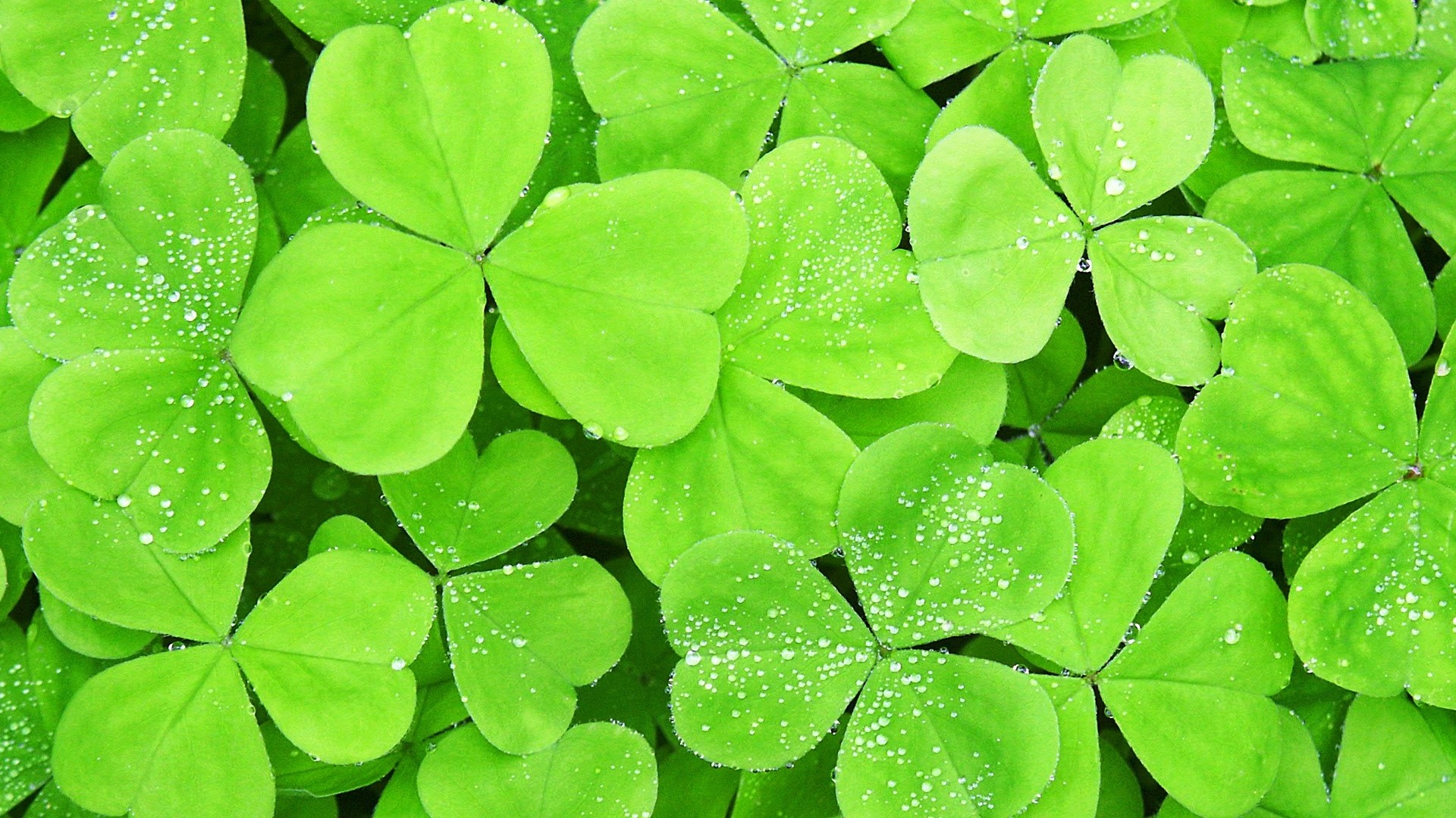 Shamrock 4k Wallpaper