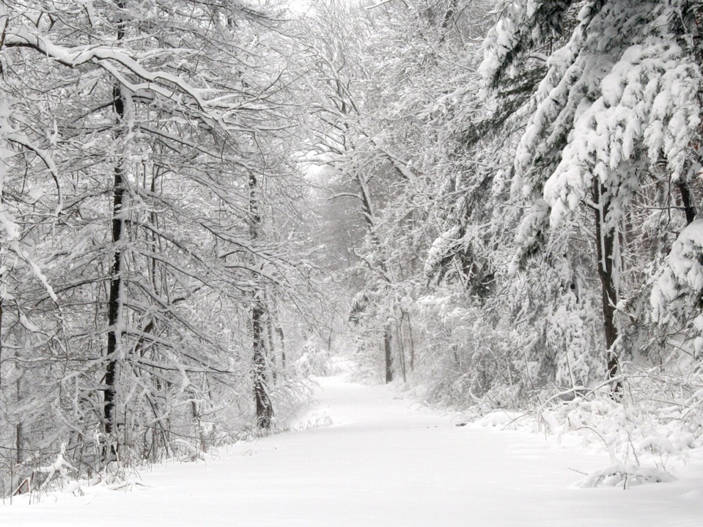 cold winter in the woods free wallpaper for desktop 1024x768