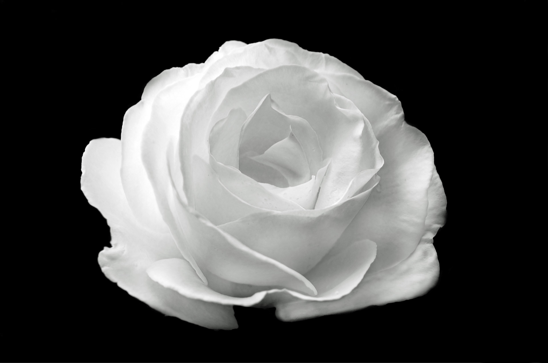 White Rose On The Black Background Free Stock Photo HD   Public Domain