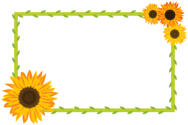 Sunflower Border And Foliage On White Background