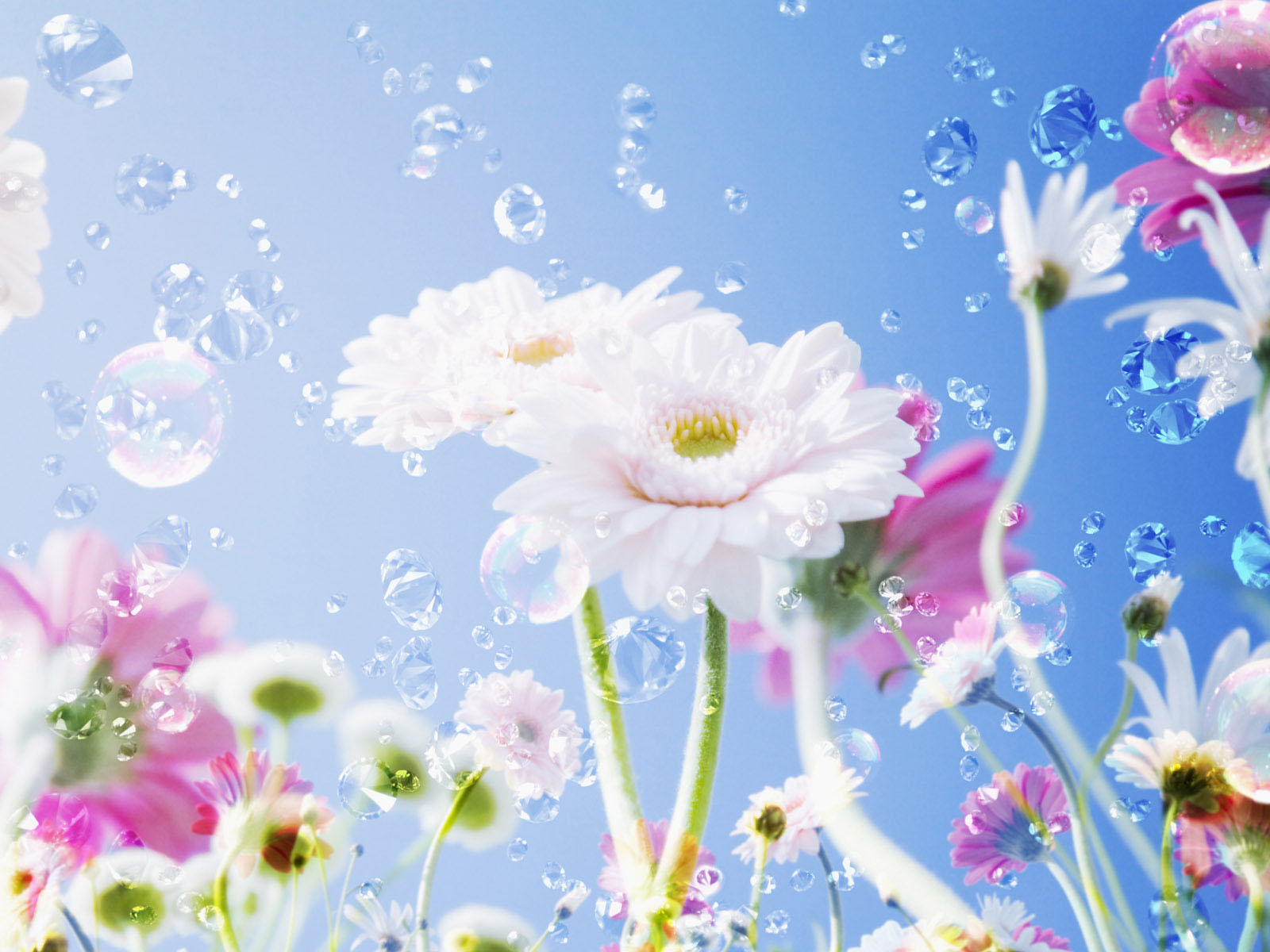 A vibrant close-up of pink and white gerbera daisies with floating soap bubbles against a clear blue sky