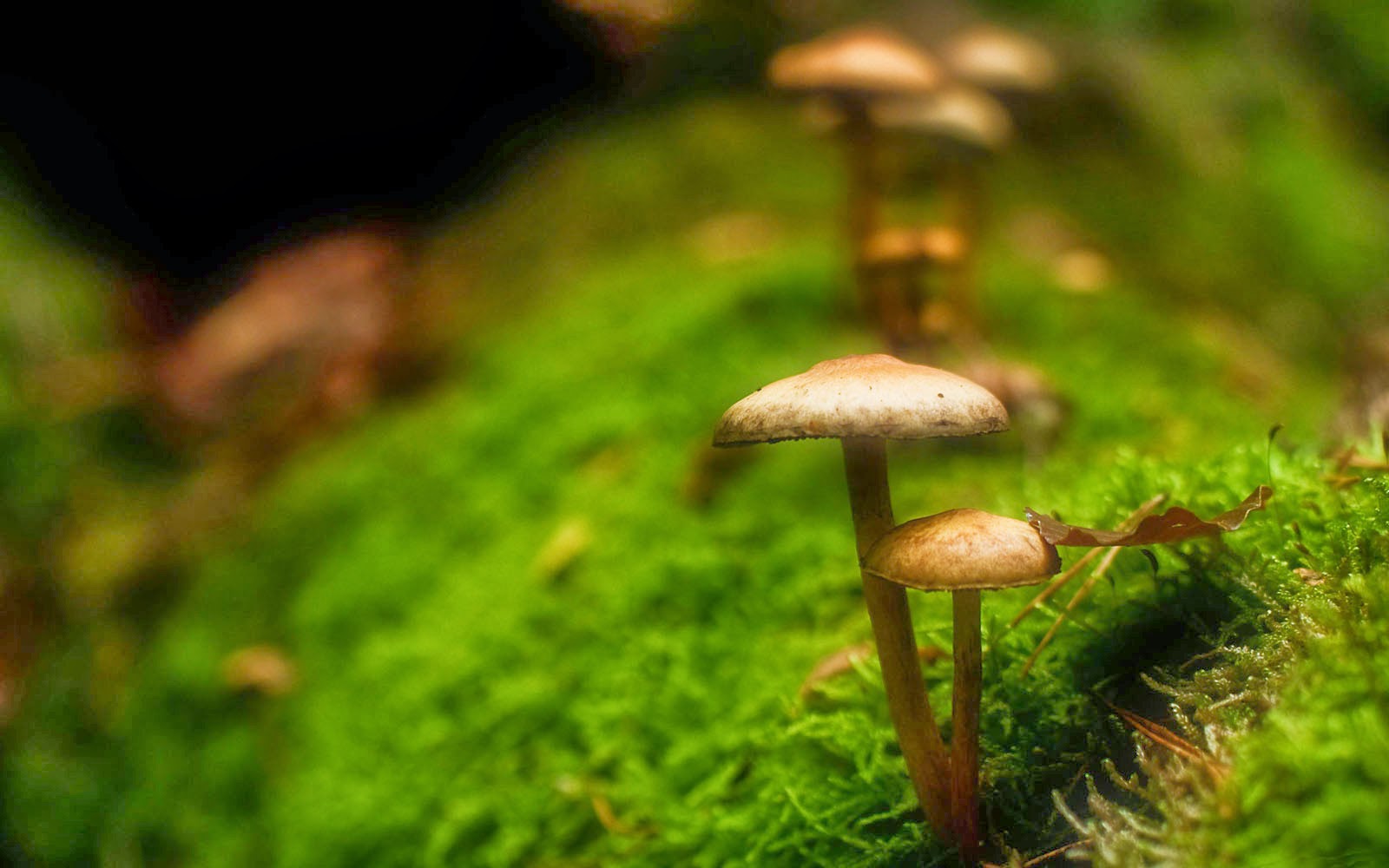 Mushrooms Wallpaper 3d HD