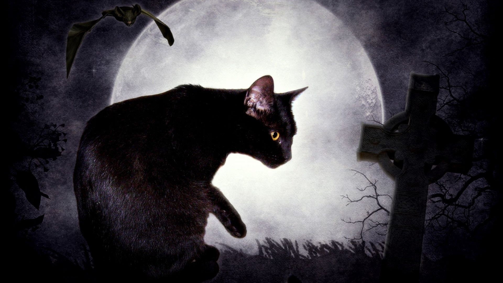 Black cat and the moon wallpapers and images   wallpapers