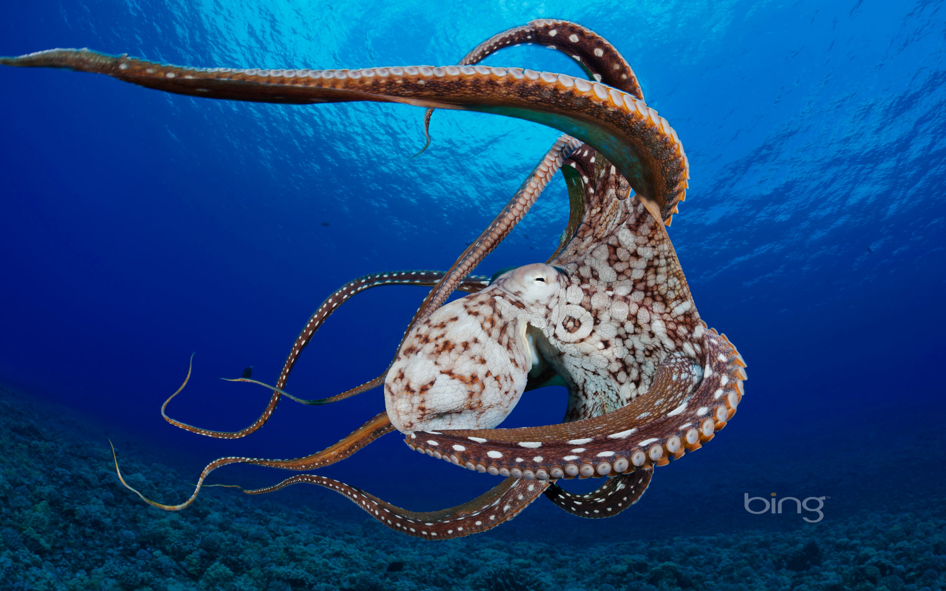 Octopus Art Animal
