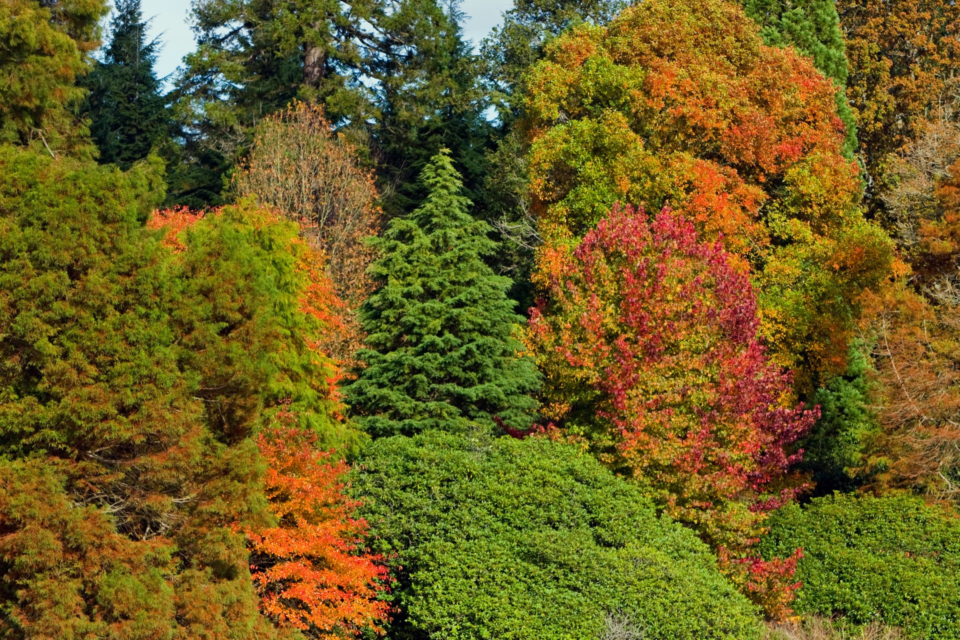 Autumn Colors Background Stock Photo HD Public Domain Pictures