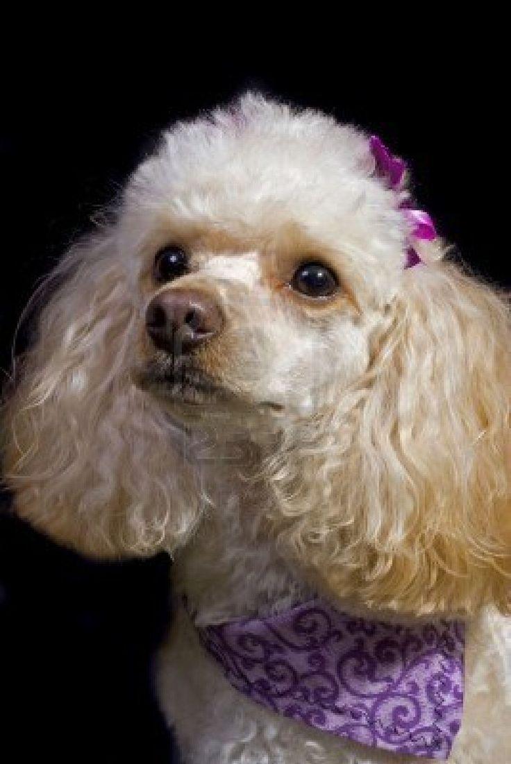 Nice Poodle Dog Photo And Wallpaper Beautiful