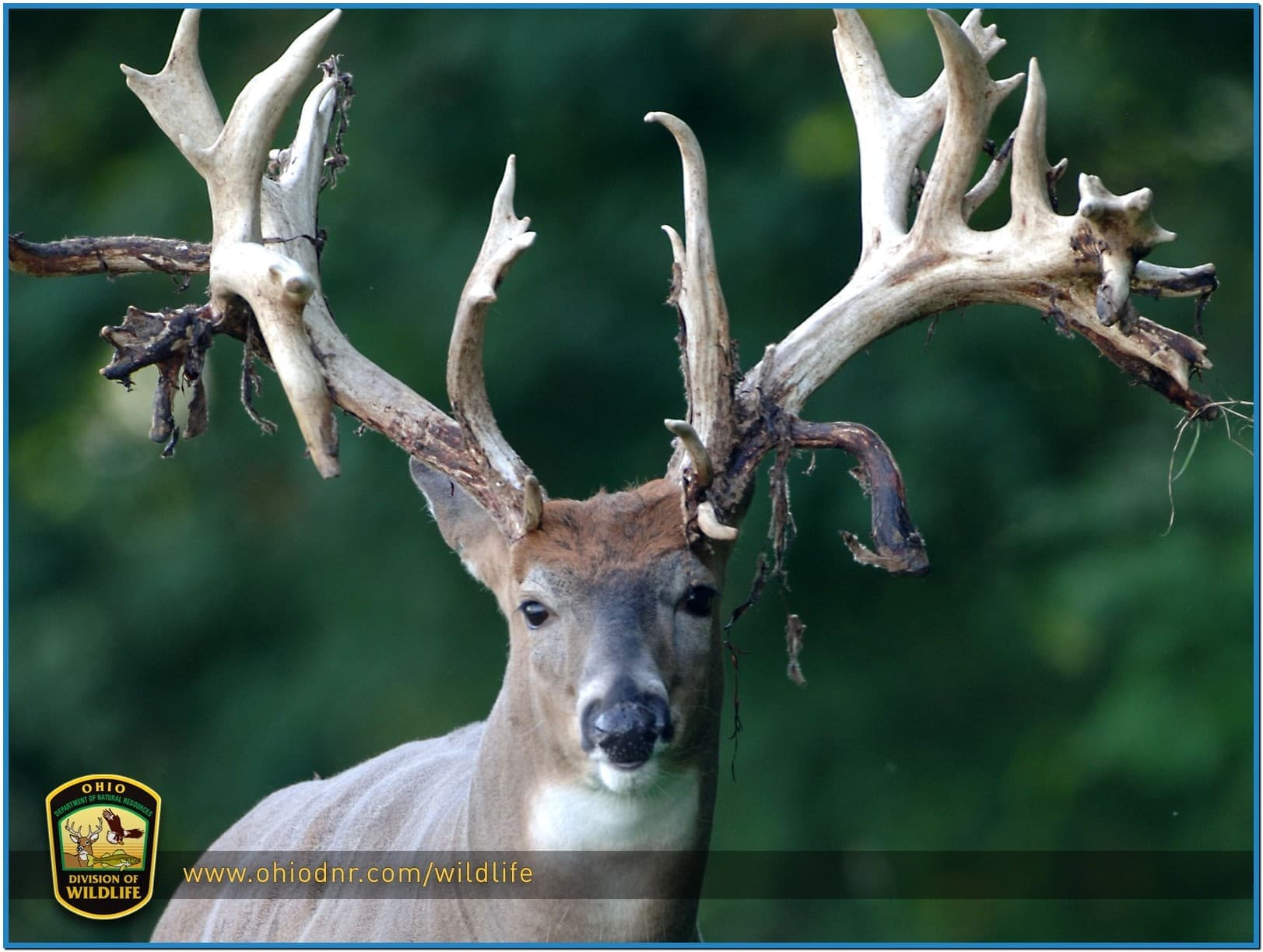 Deer Screensaver Wallpaper