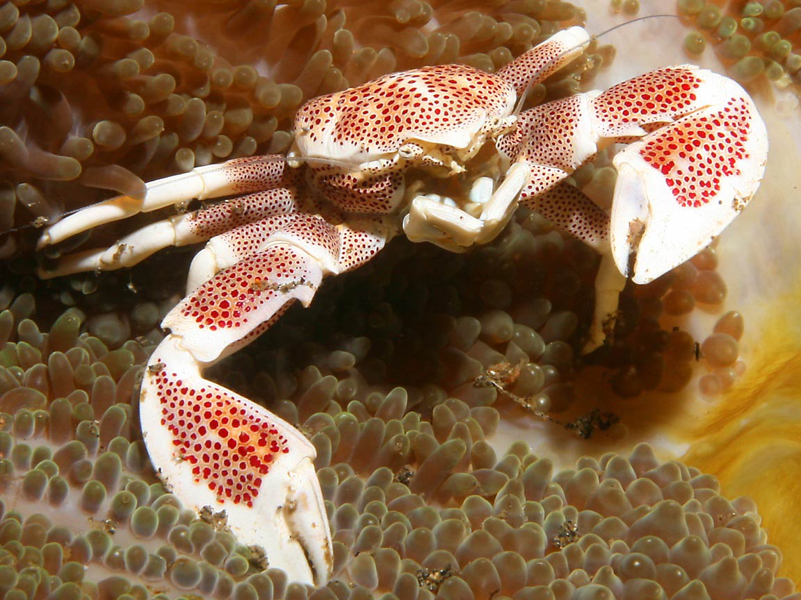 Use The Form Below To Delete This Crab Wallpaper