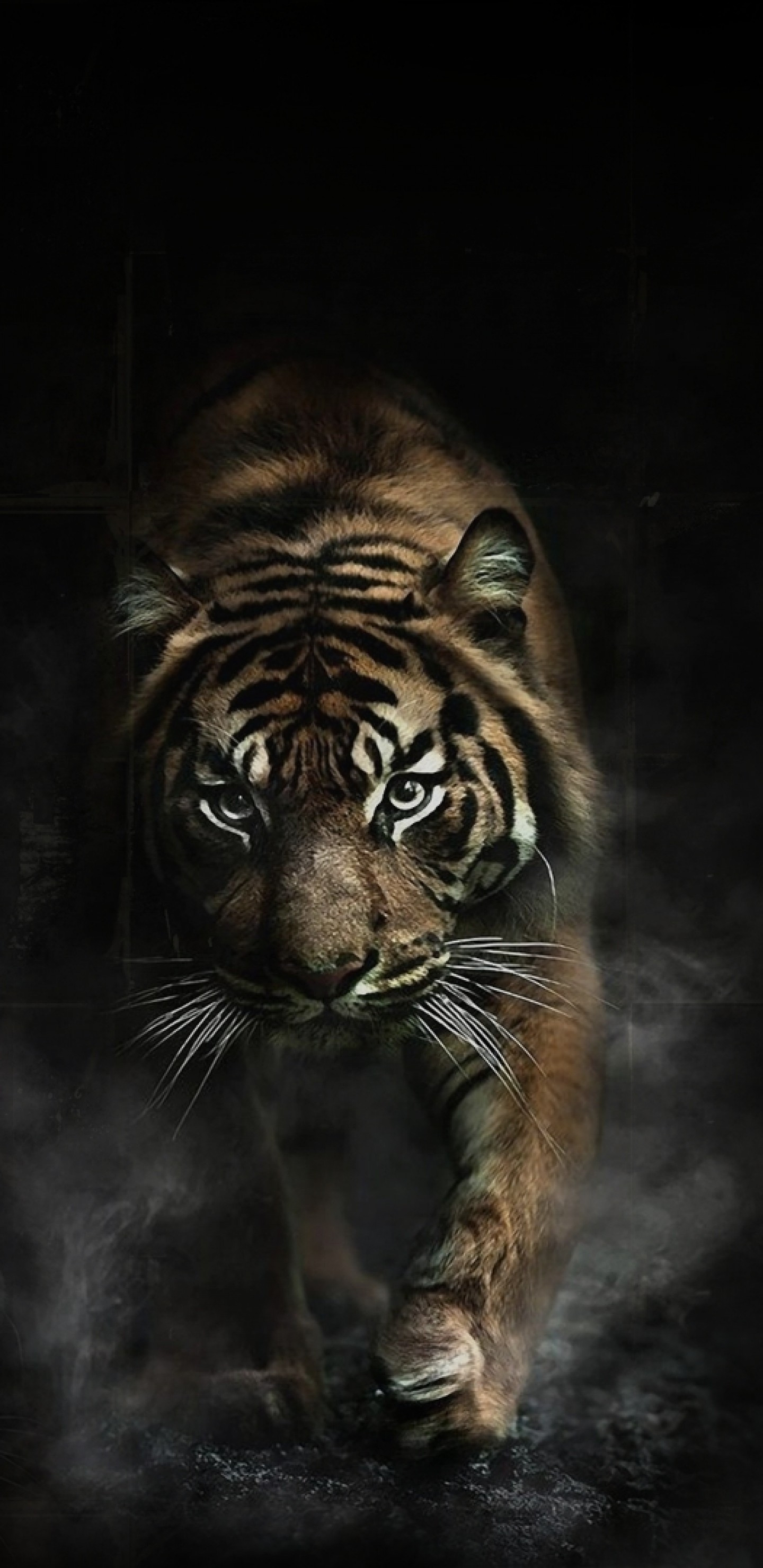 Tiger Big Cats Predator Wallpaper For