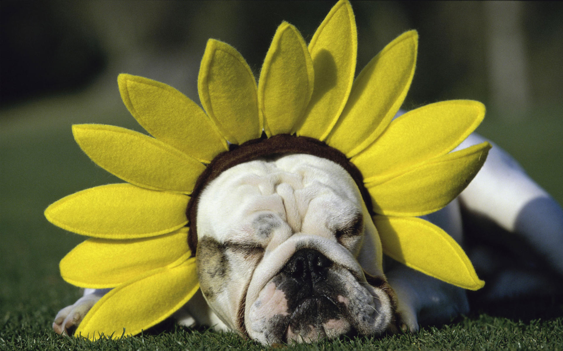 Funny Wallpaper For Desktop Cute Flower Dog
