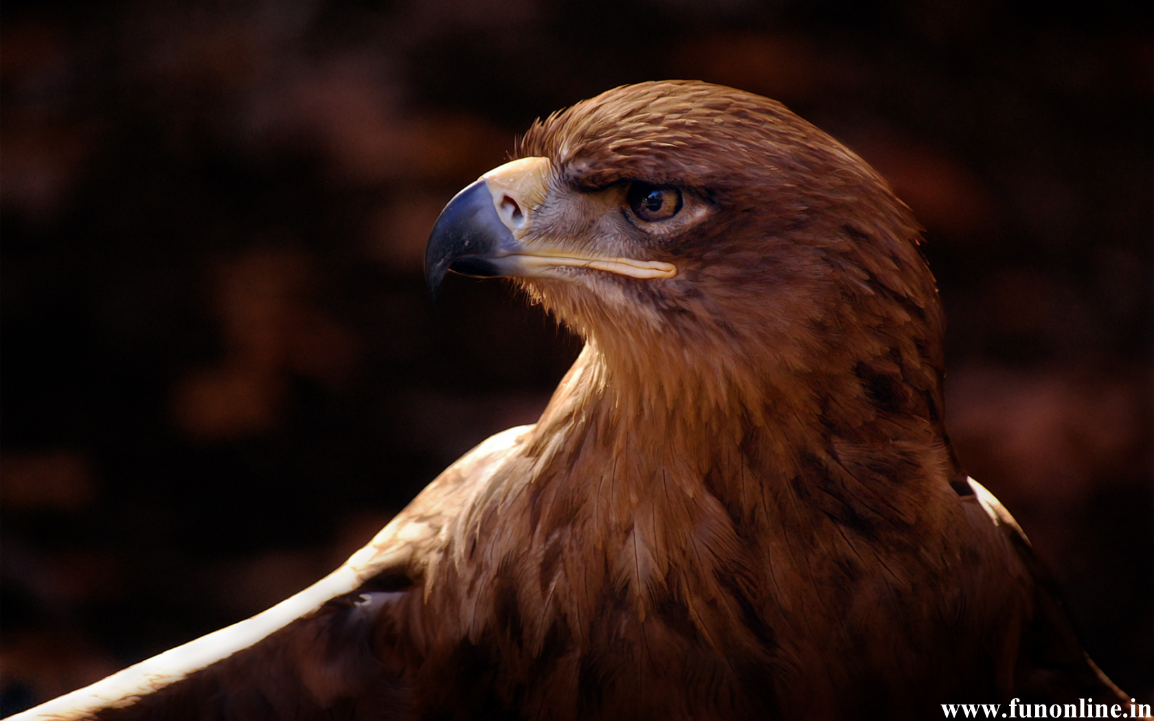Brown Eagle Wallpapers - Top Free Brown Eagle Backgrounds - WallpaperAccess